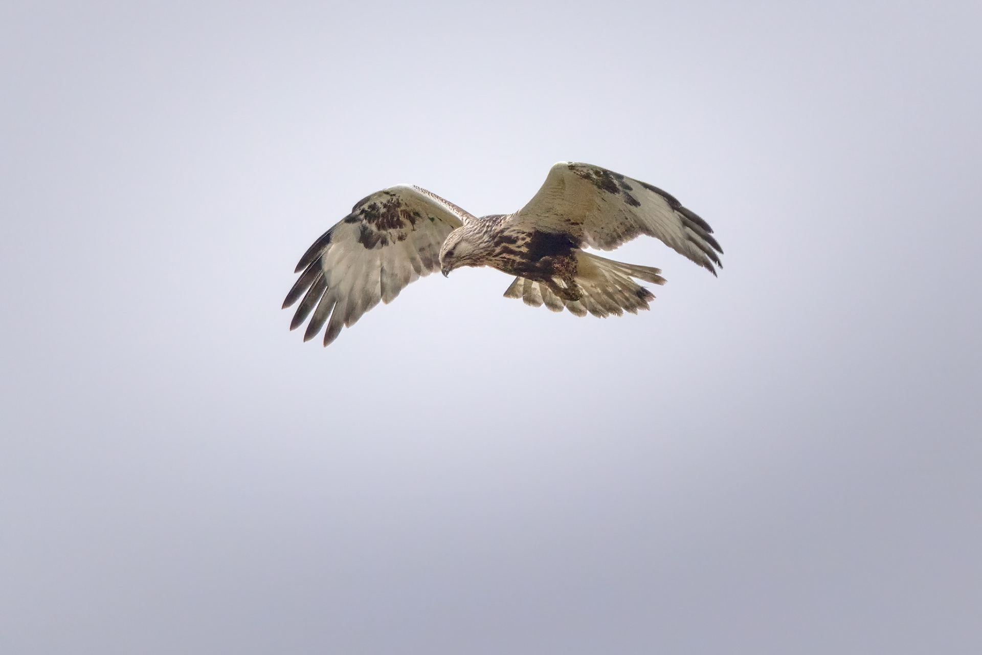 Fjeldvåge (Buteo lagopus)