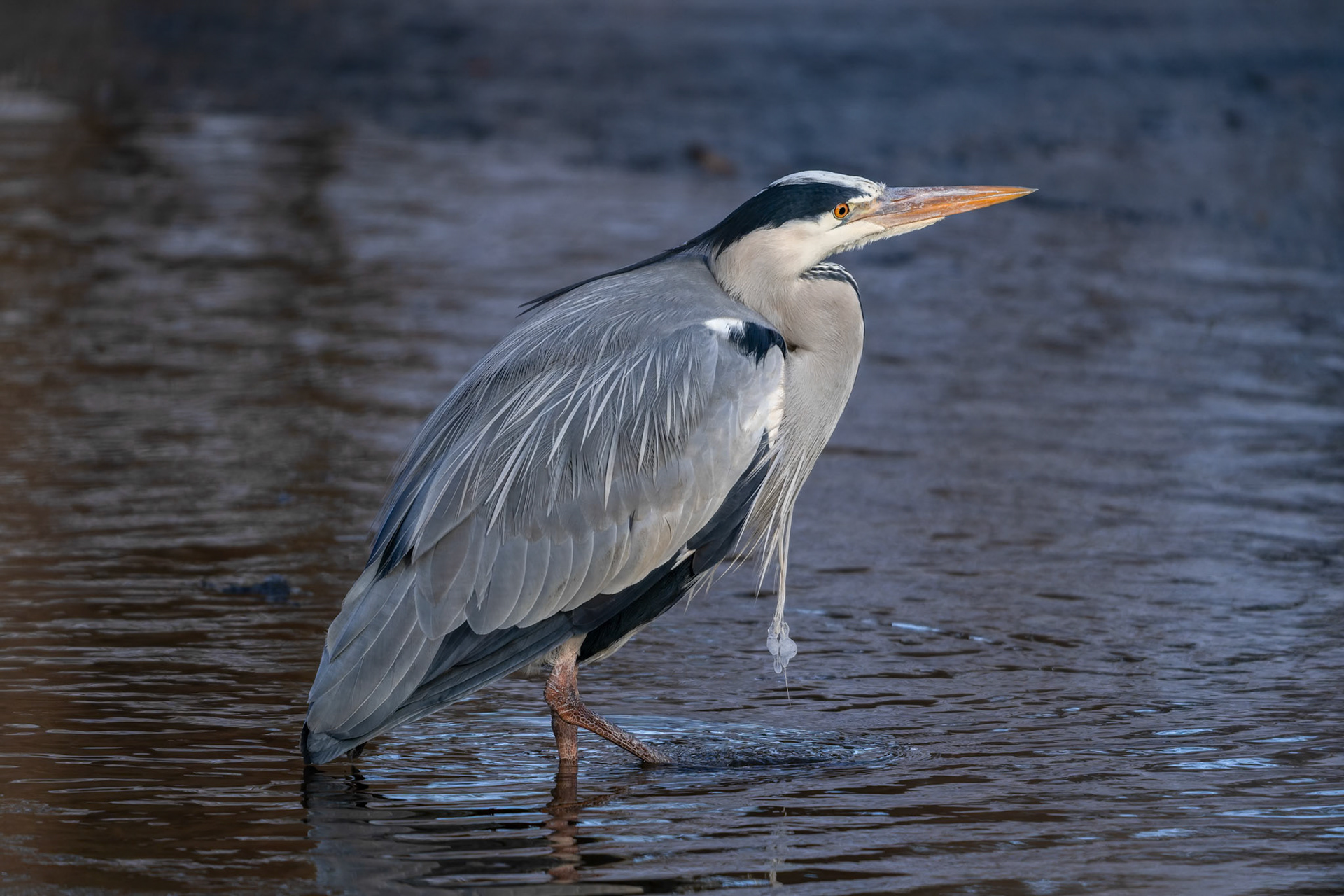 Fiskehejre (Ardea cinerea)