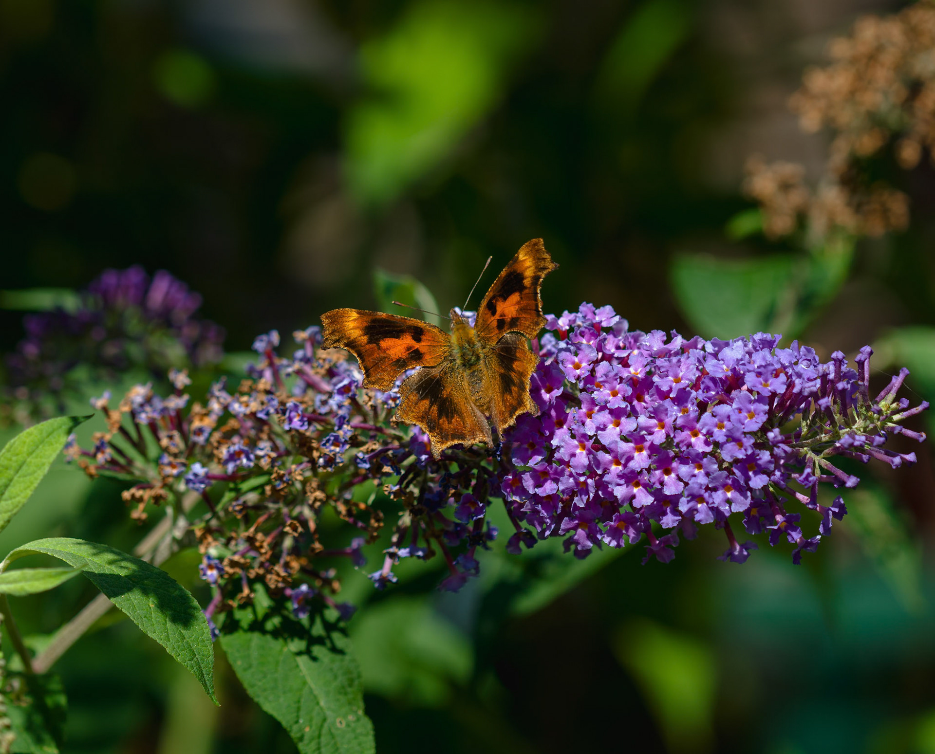 Det hvide C (Polygonia c-album ab. suffusa)