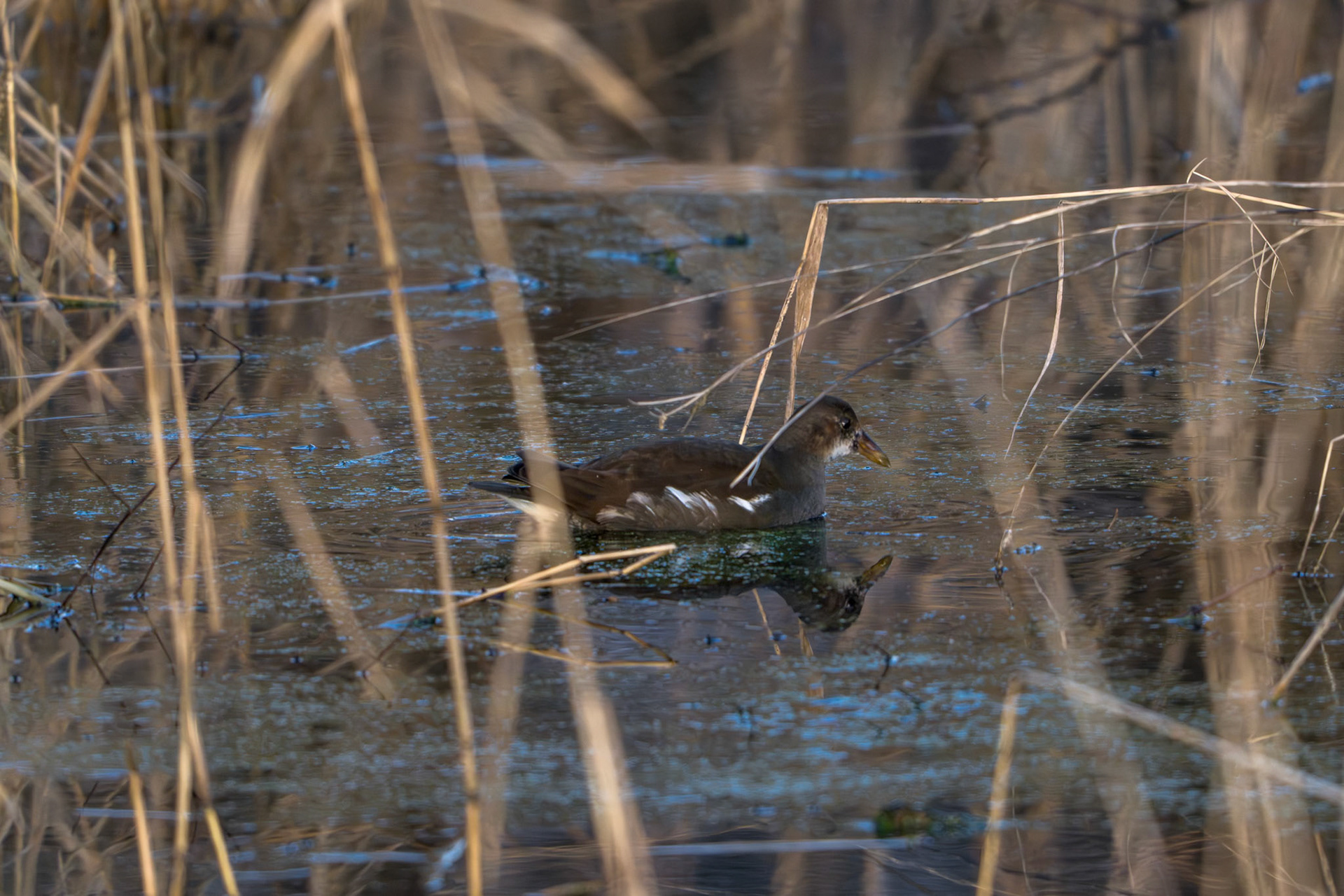 Rørhøne (Gallinula chloropus)