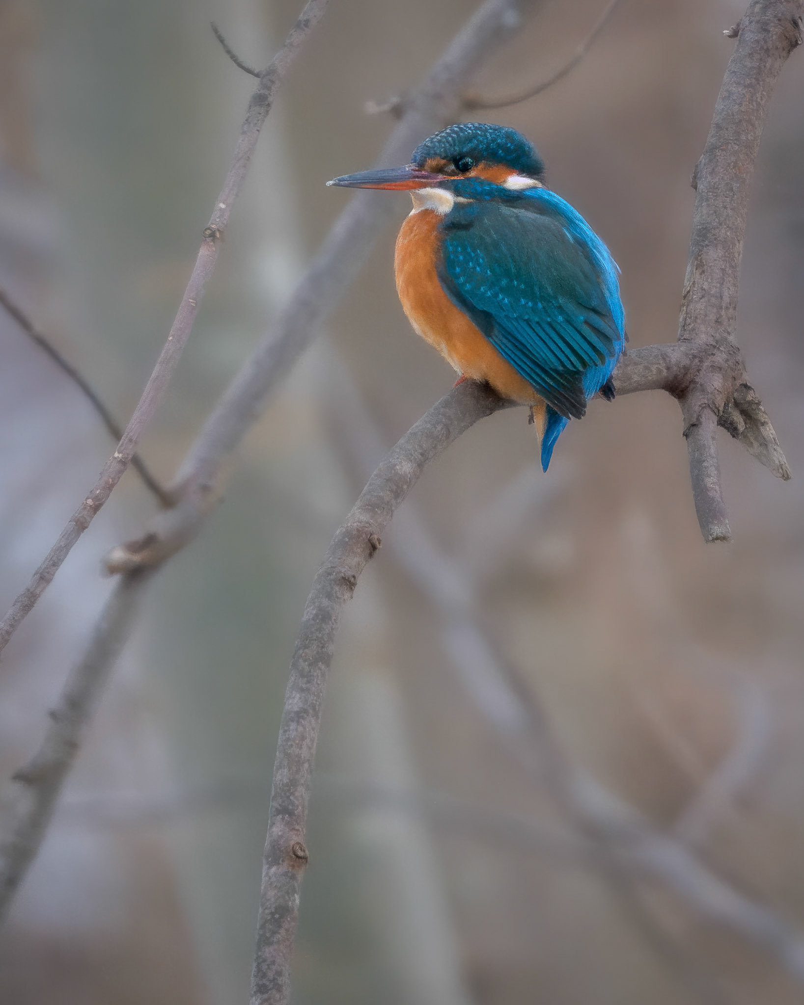 Isfugl (Alcedo atthis)