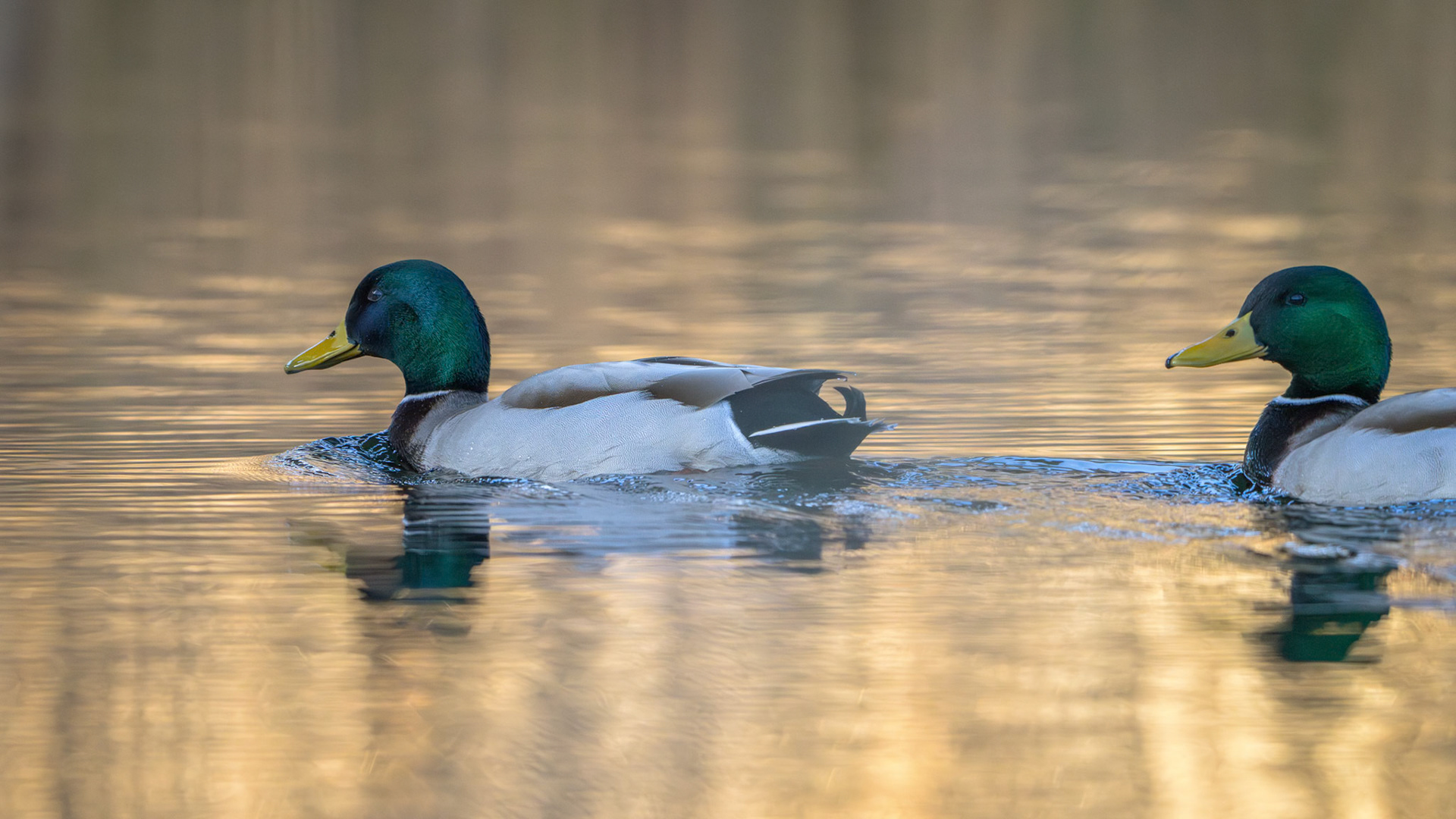 Gråand (Anas platyrhynchos)