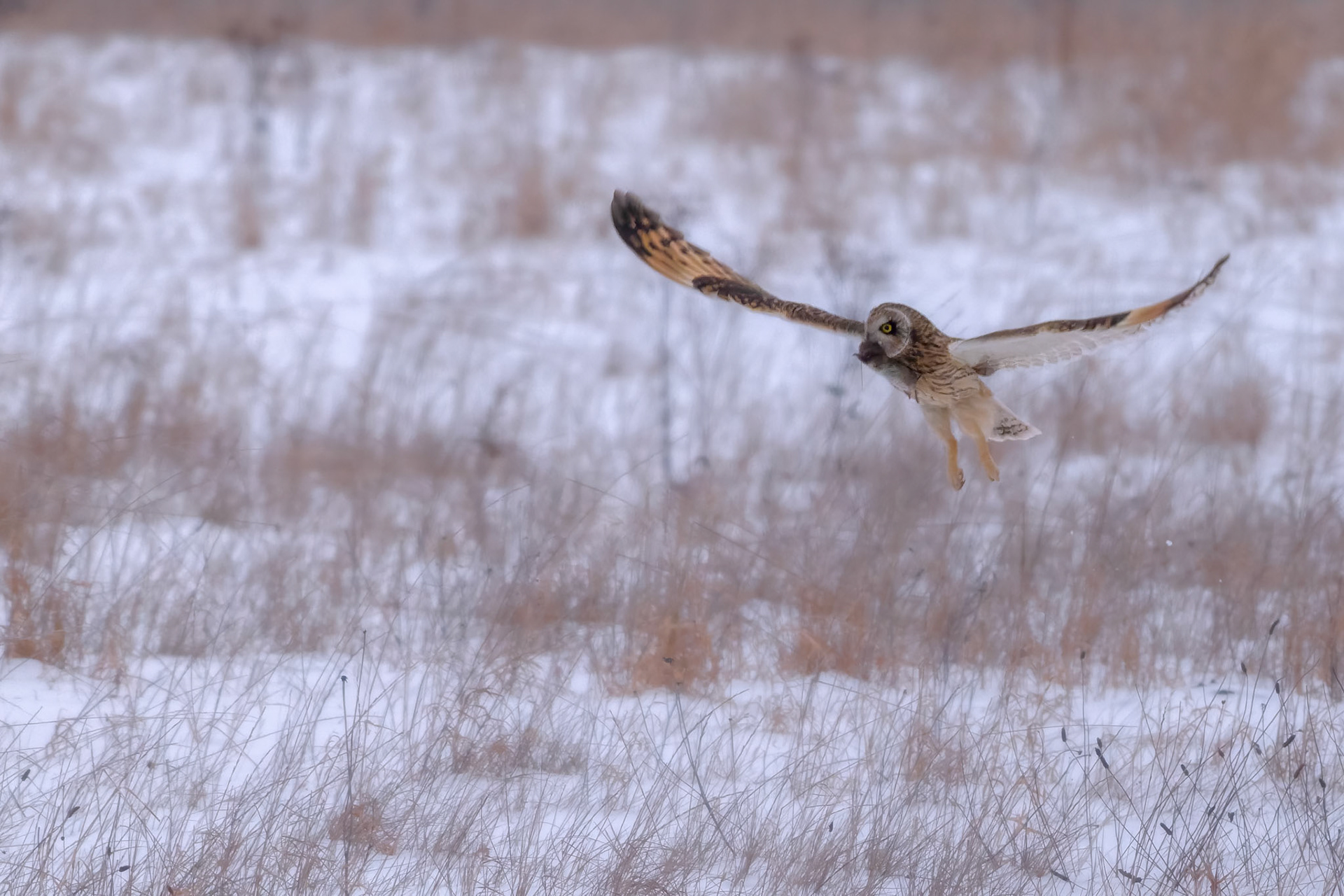 Mosehornugle (Asio flammeus)