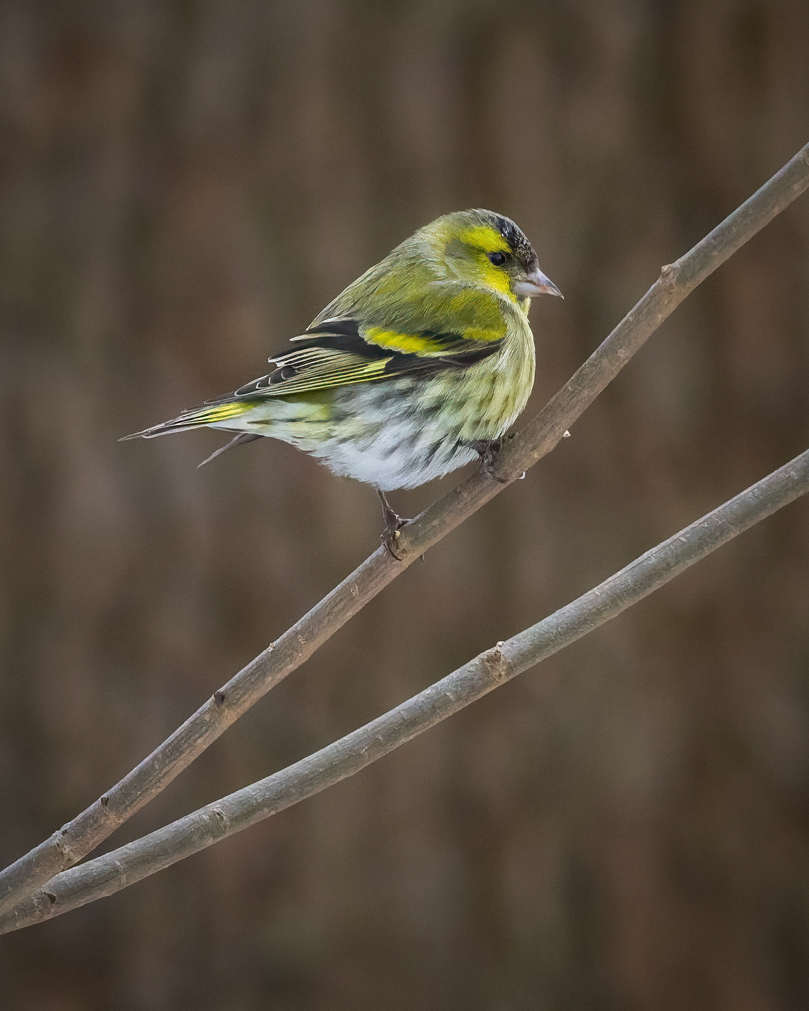 Grønsisken (Spinus spinus)