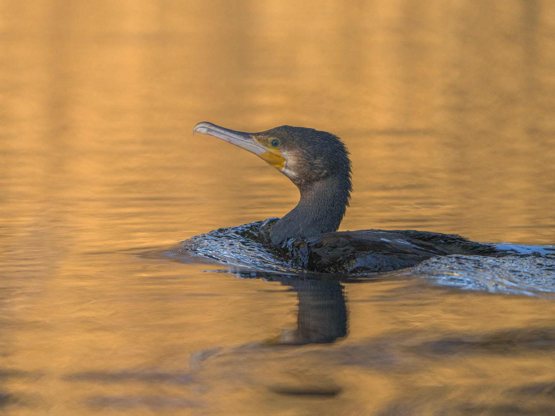 Skarv (Phalacrocorax carbo)