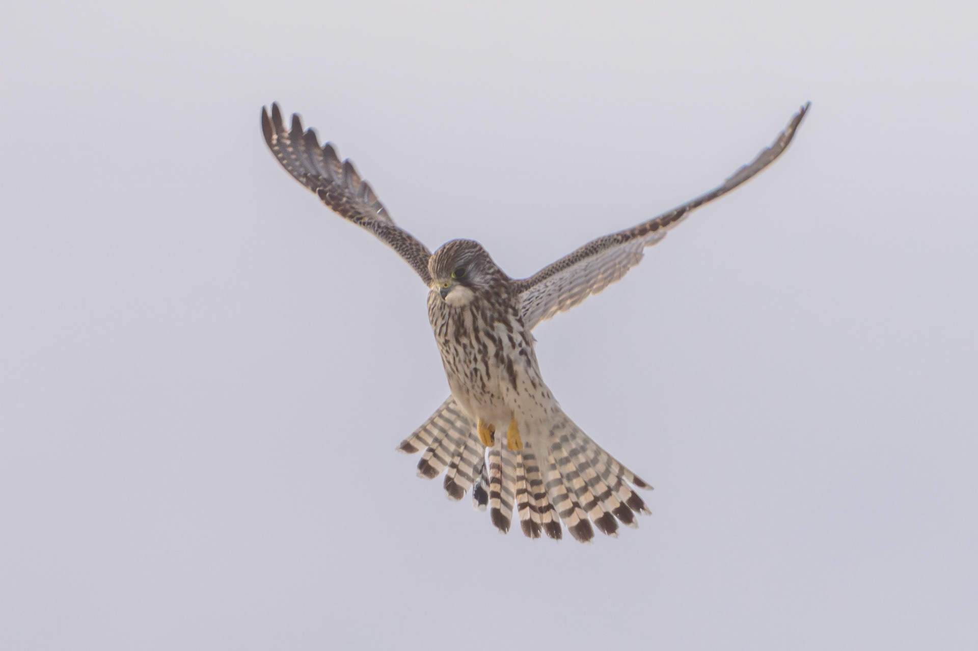 Tårnfalk (Falco tinnunculus)