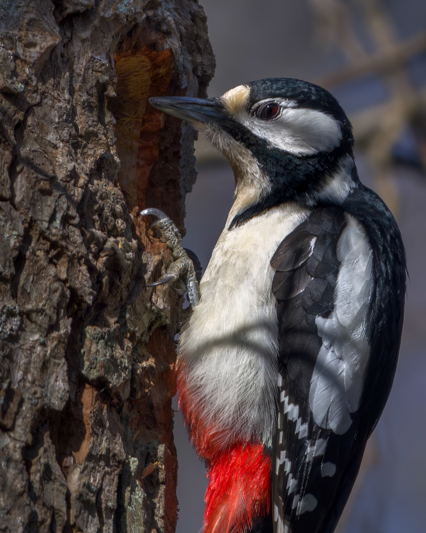 Stor Flagspætte (Dendrocopos major)