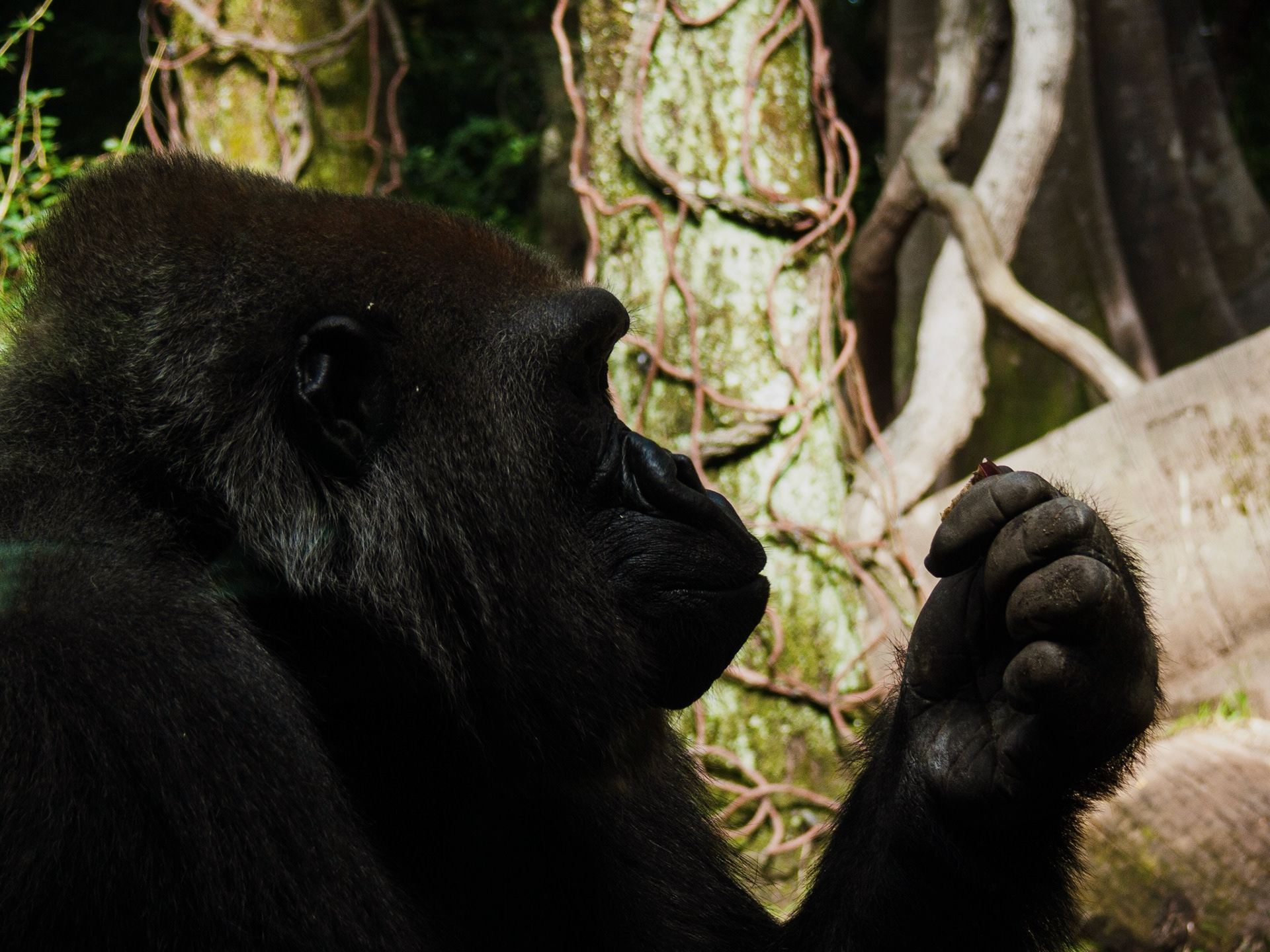 Bronx Zoo
