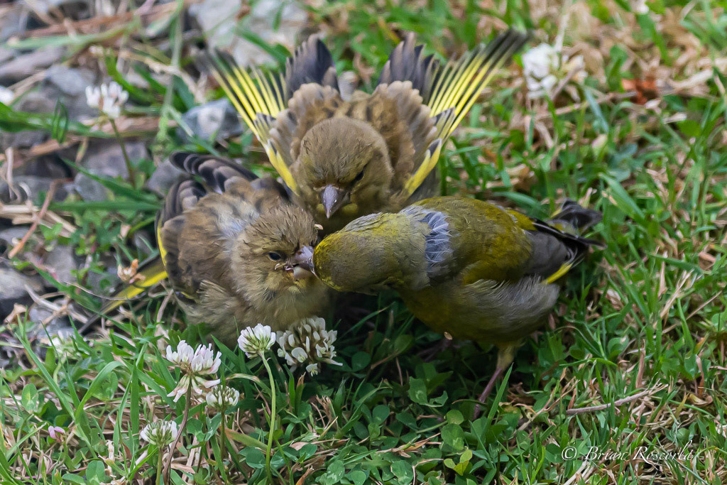 A mother feeding her young greenfinches