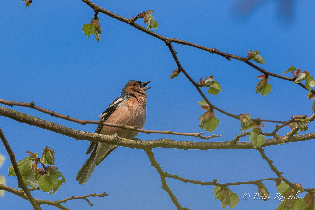 Cock Chaffinch singing his little heart out