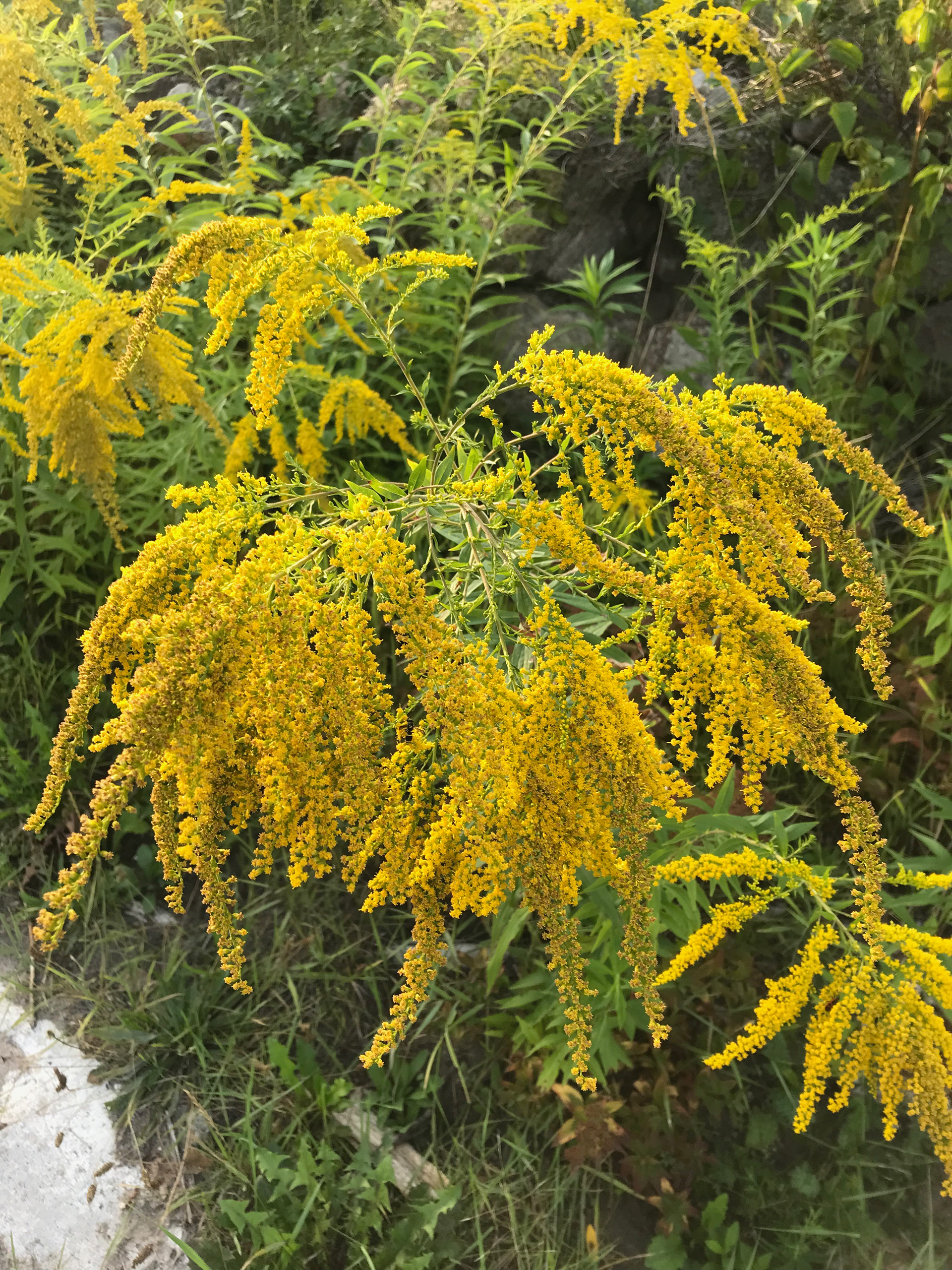 Experimental Pigment Production + Print Making | Self-initiated with Sandra Méndez Sarmiento | 2022-2023