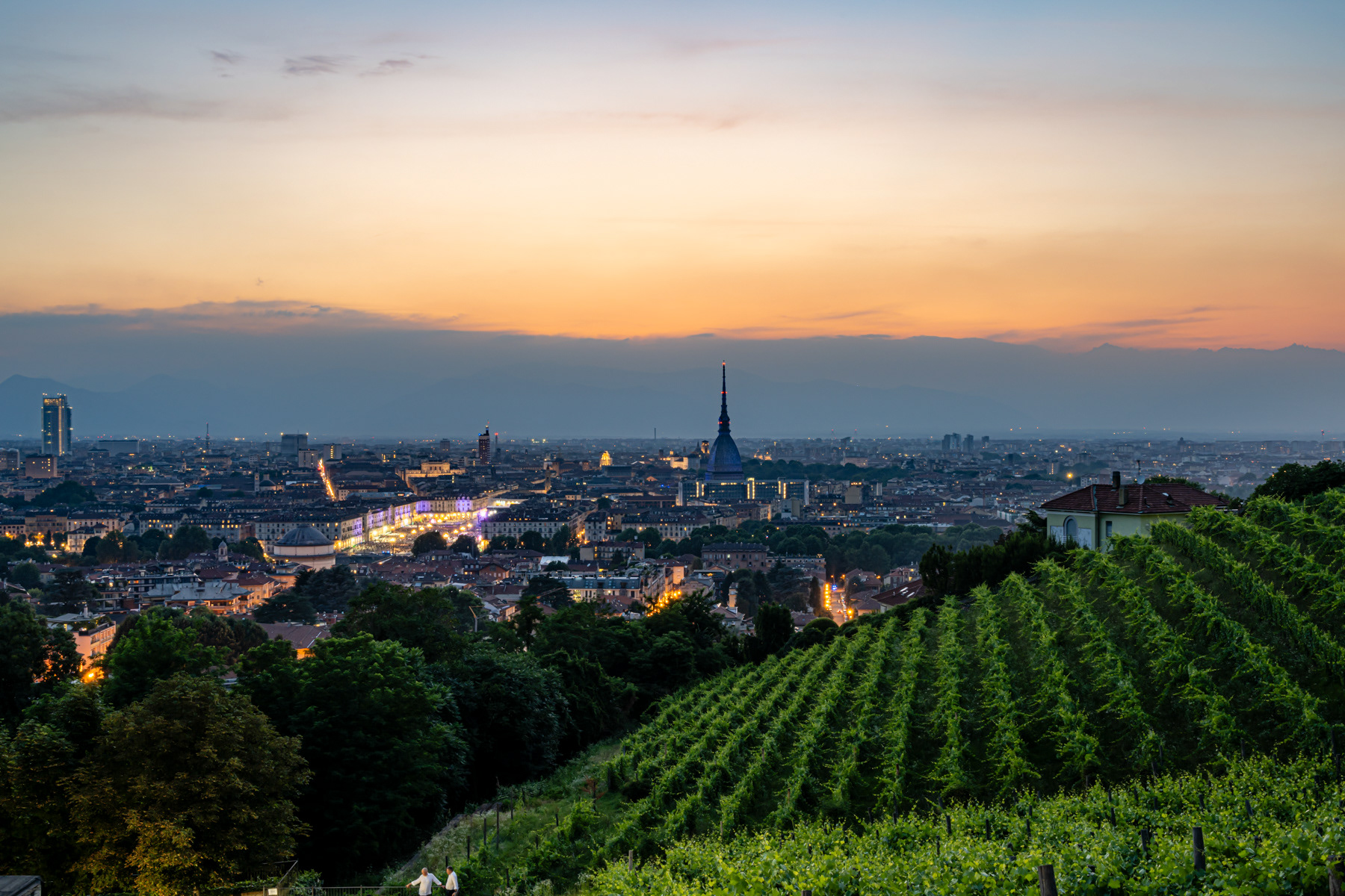 View from our Urban Vineyard