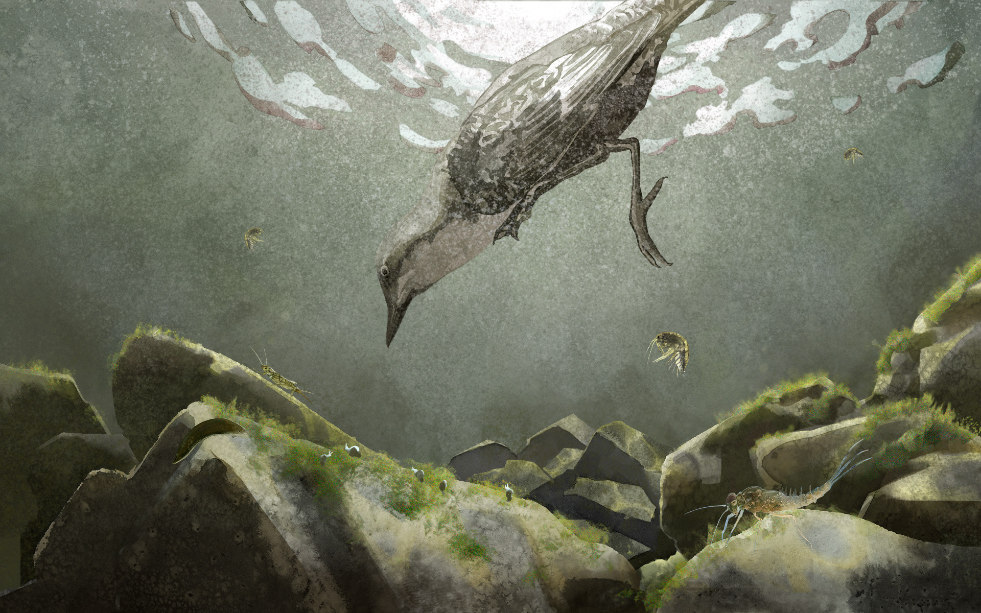 Wissenschaftliche Illustration Unterwasserszenerie mit jagender Wasseramsel und Wasserlarven