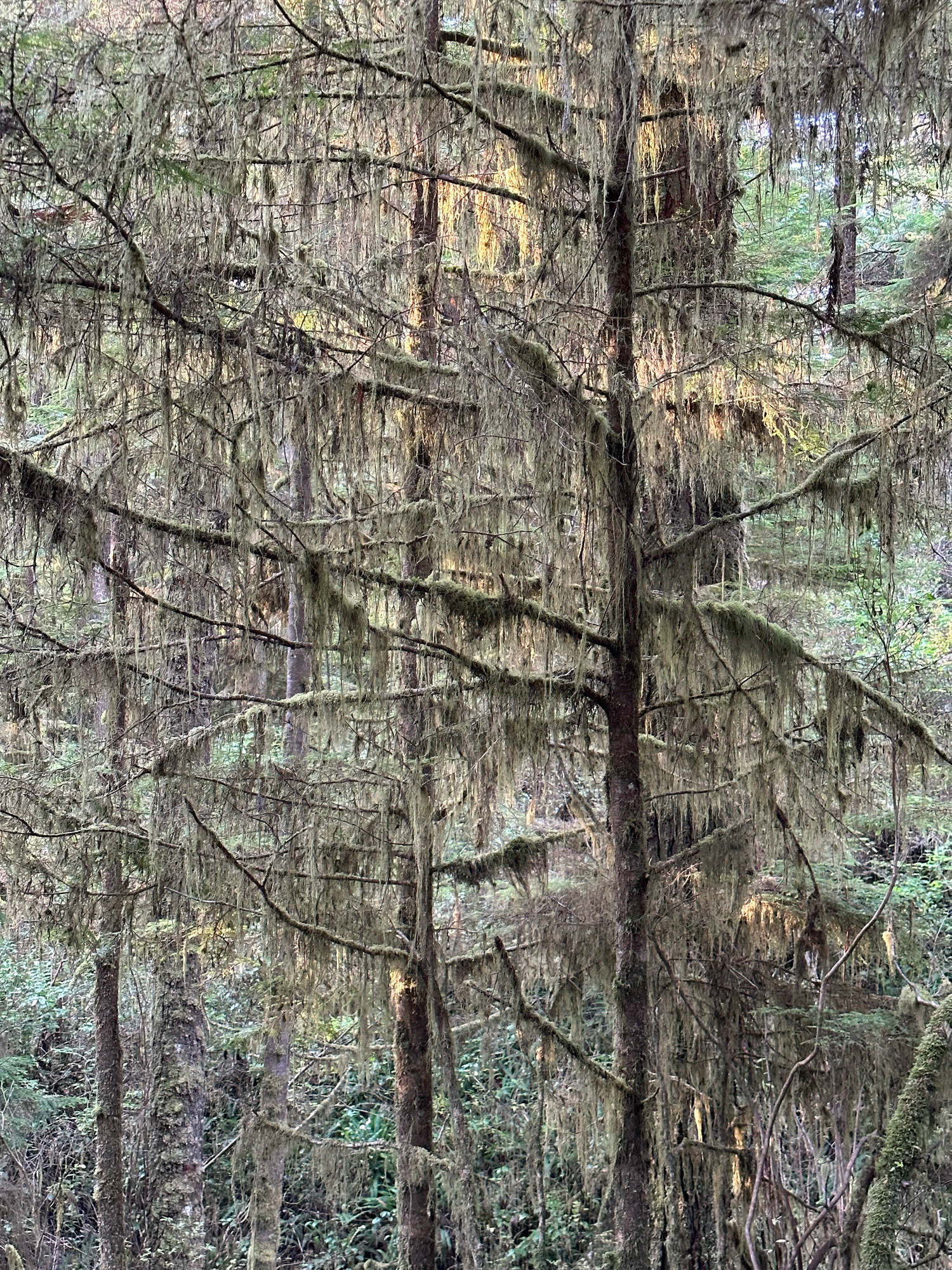 Young Trees, Moss, Vancouvr Island