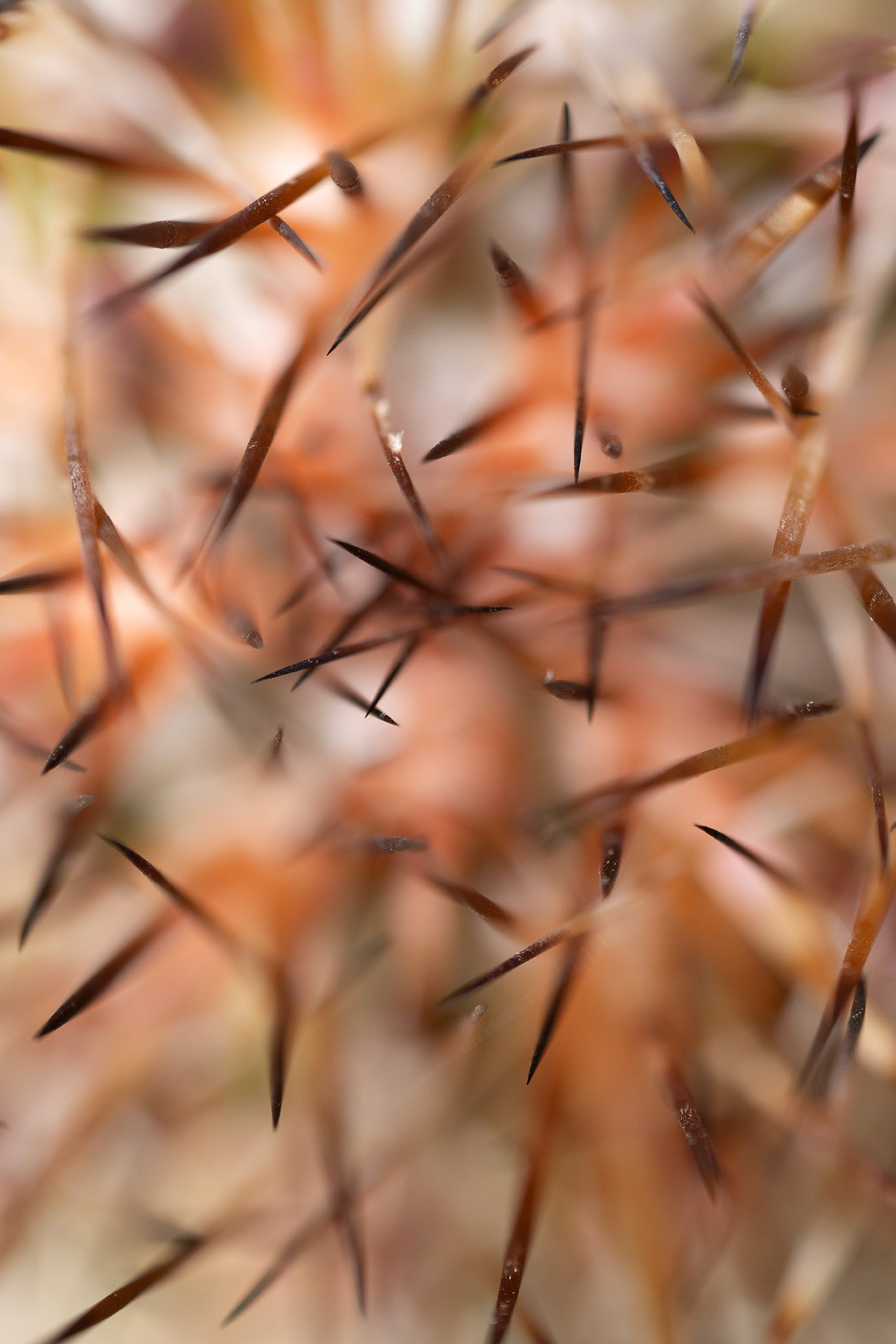 Spines