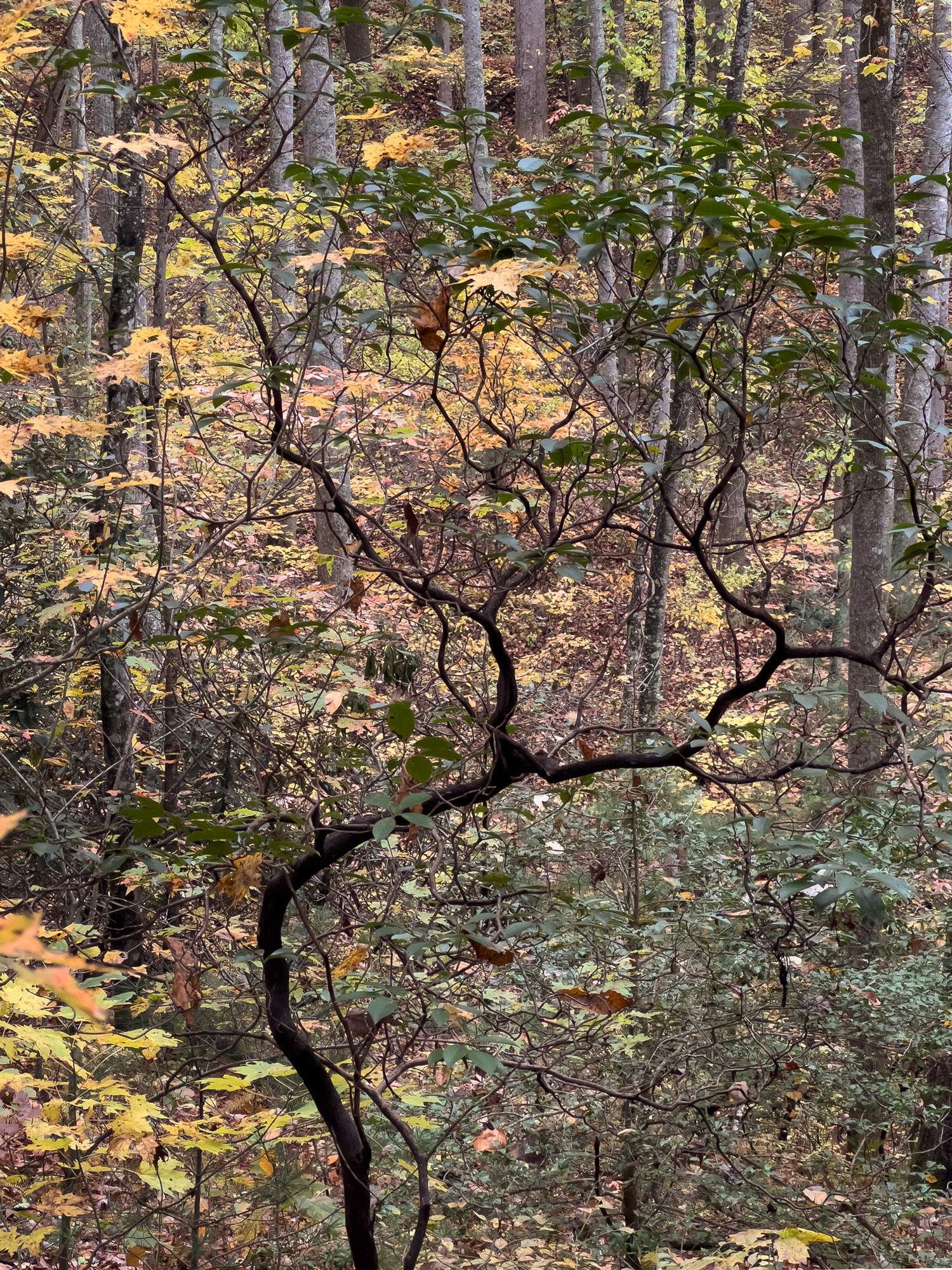 Rhododendron Branches, Appalacian Mountains, Autumn