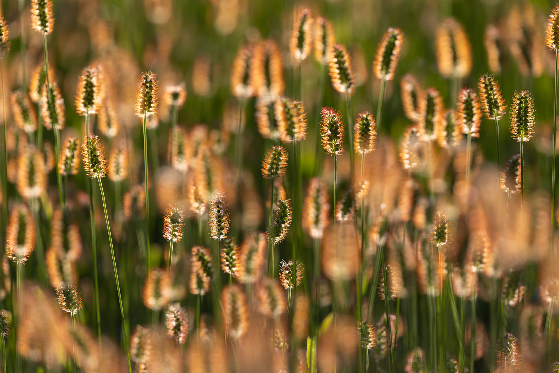 Grass Seed