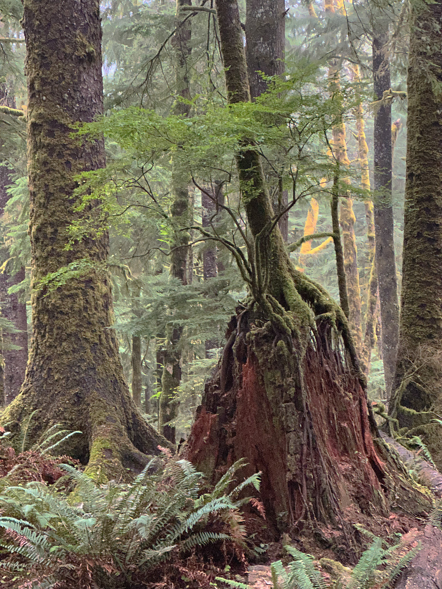 Young tree growing on decomposing tree stump, Oregon