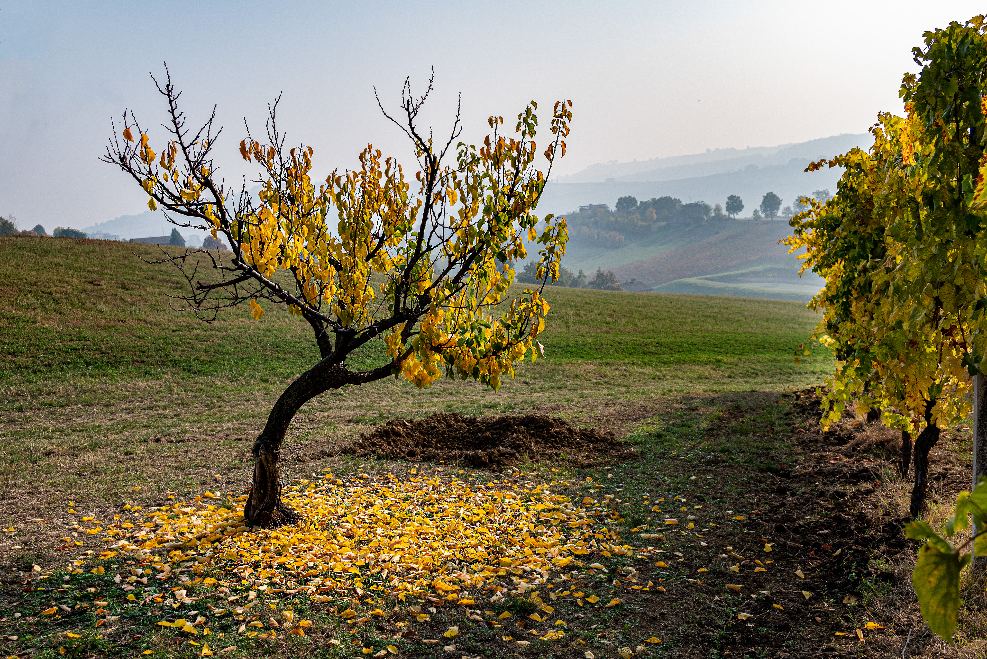 Si sta come le foglie...