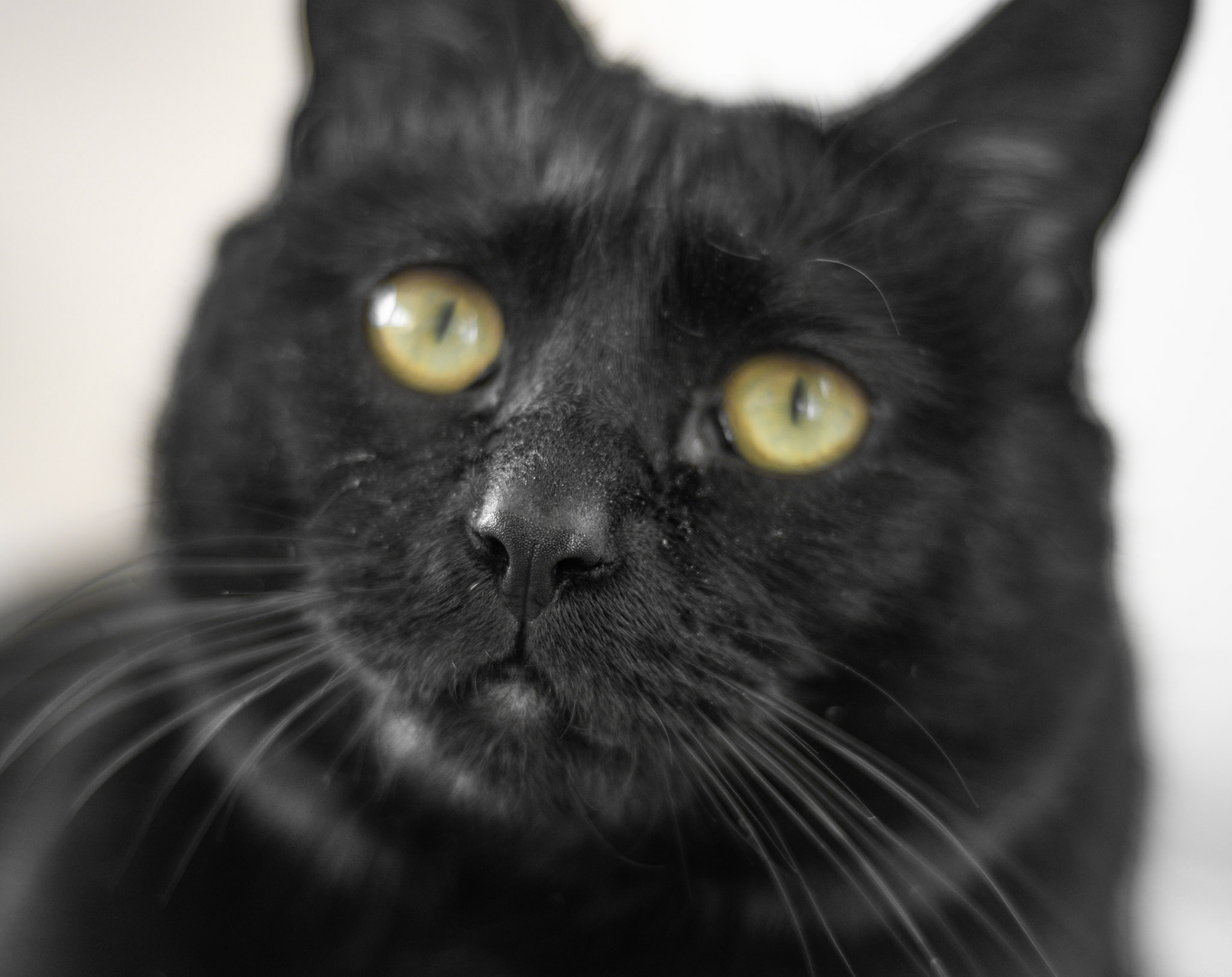 Some say that a cat cannot express love through a facial expression. Reality is that they can!