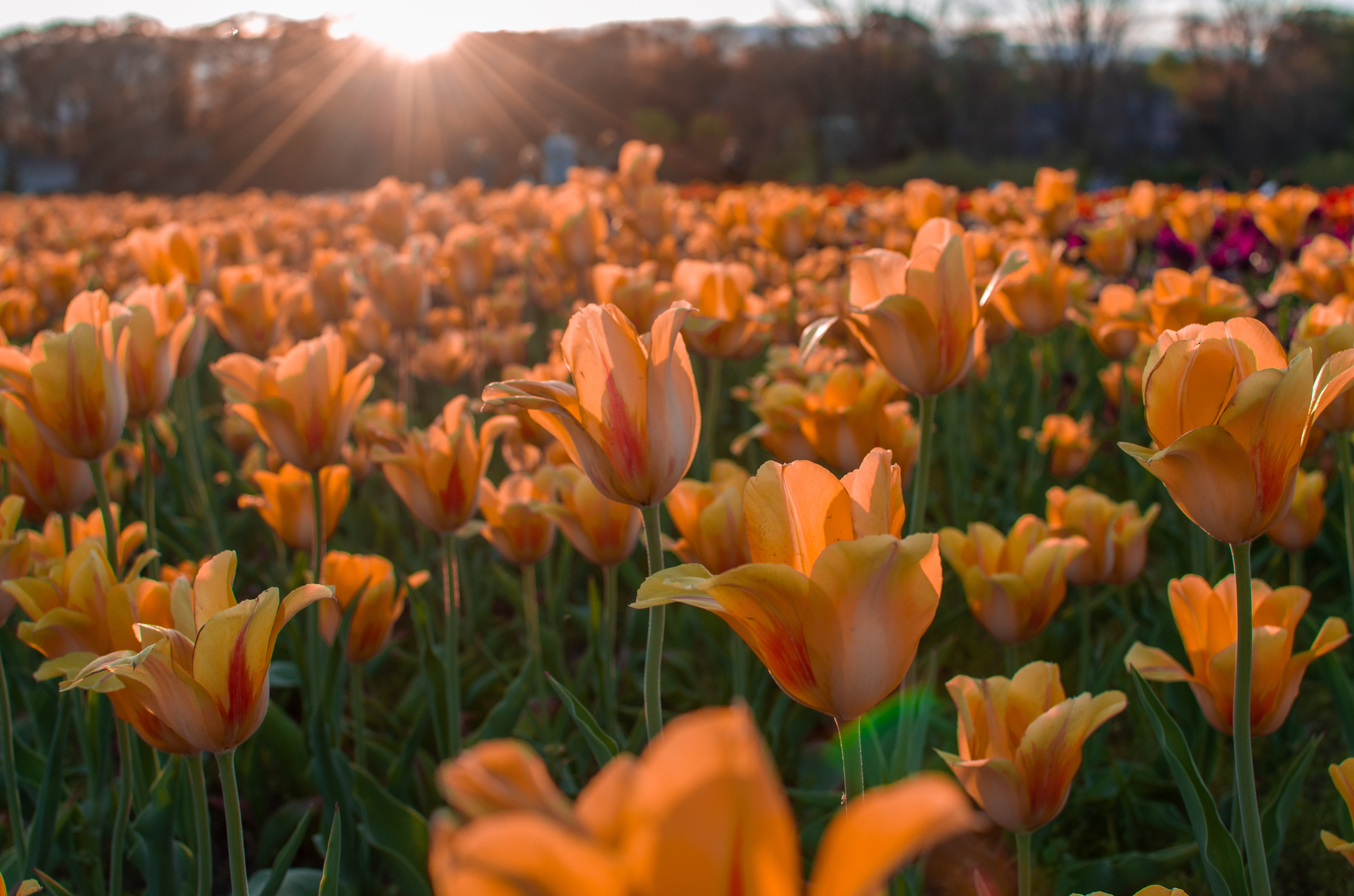 holland tulip festival
