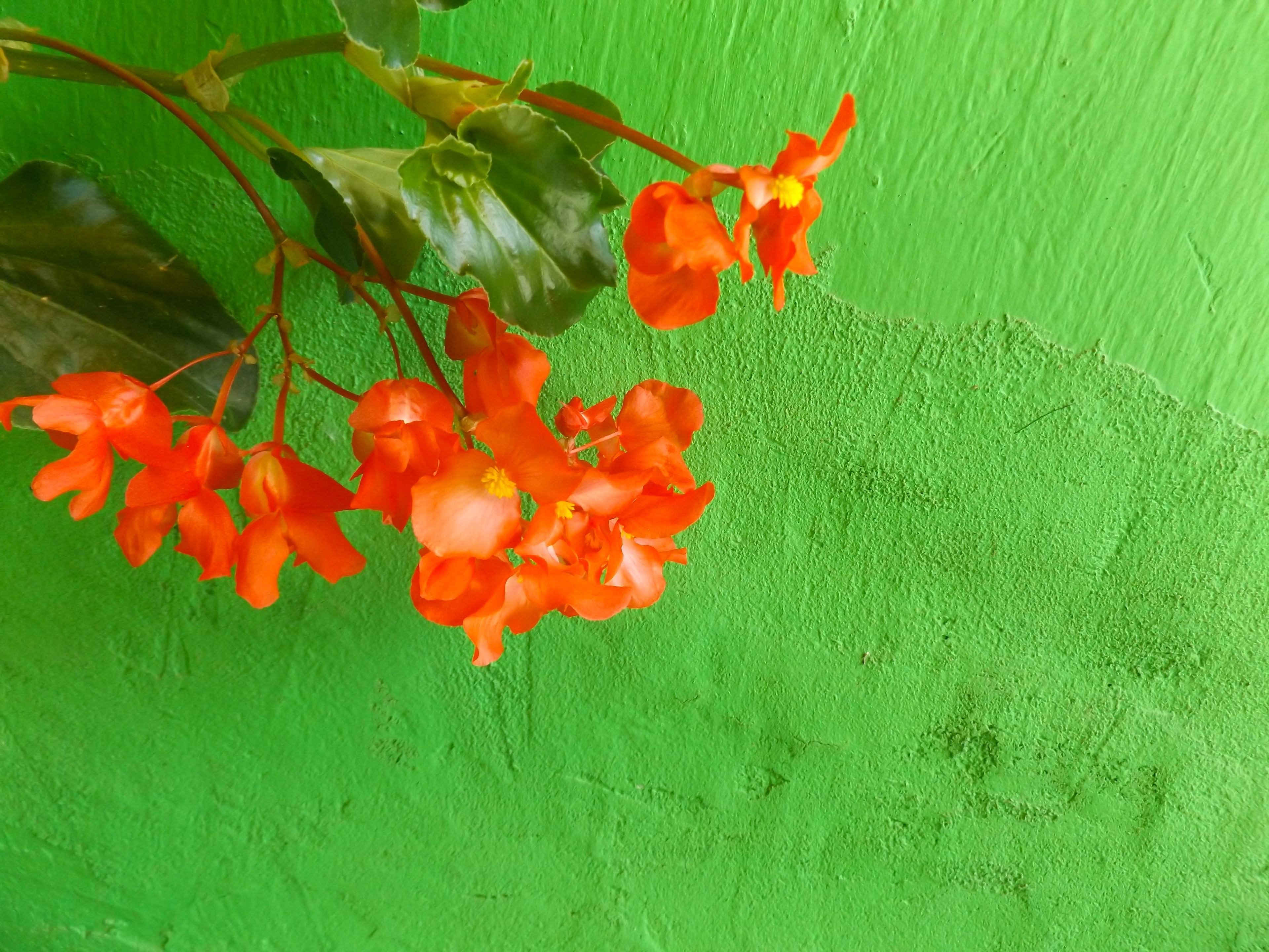 jalisco, mexico
