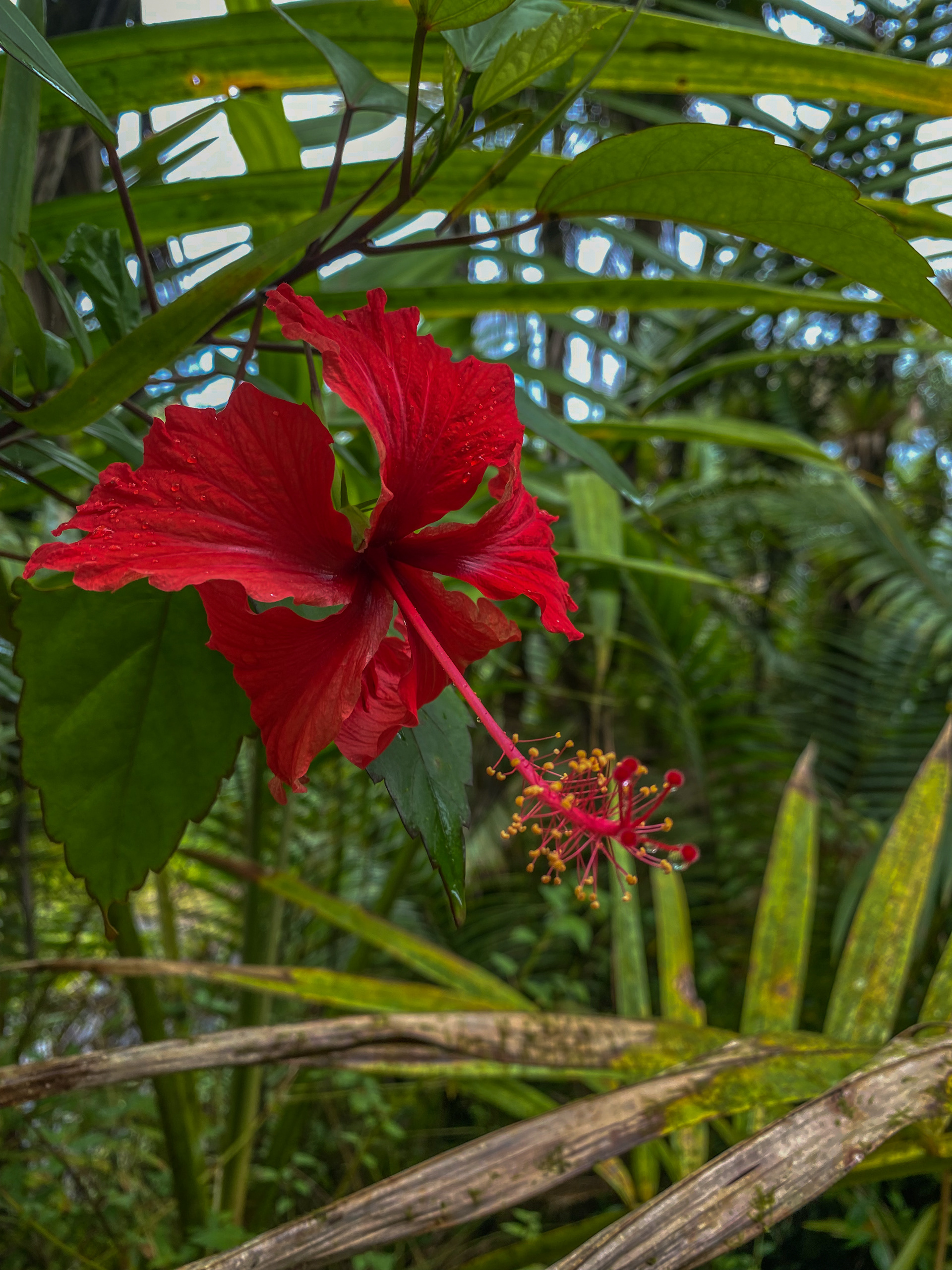 el yunque national rainforest, puerto rico