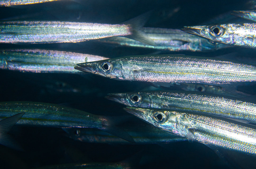 A close up of shimmering scales