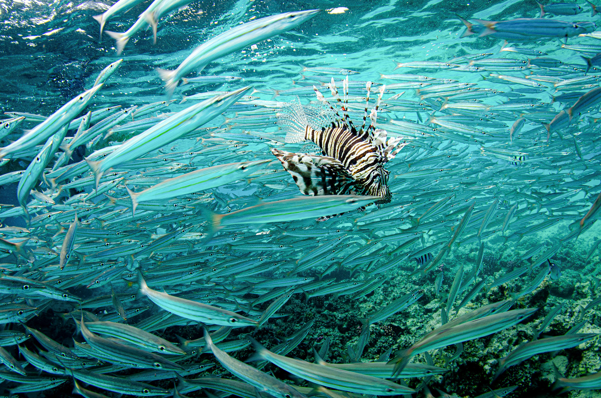 A Lionfish encompassed in a bait ball