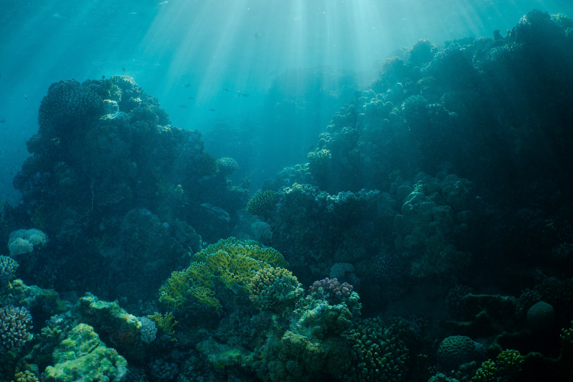 Coral gardens graced by sun rays