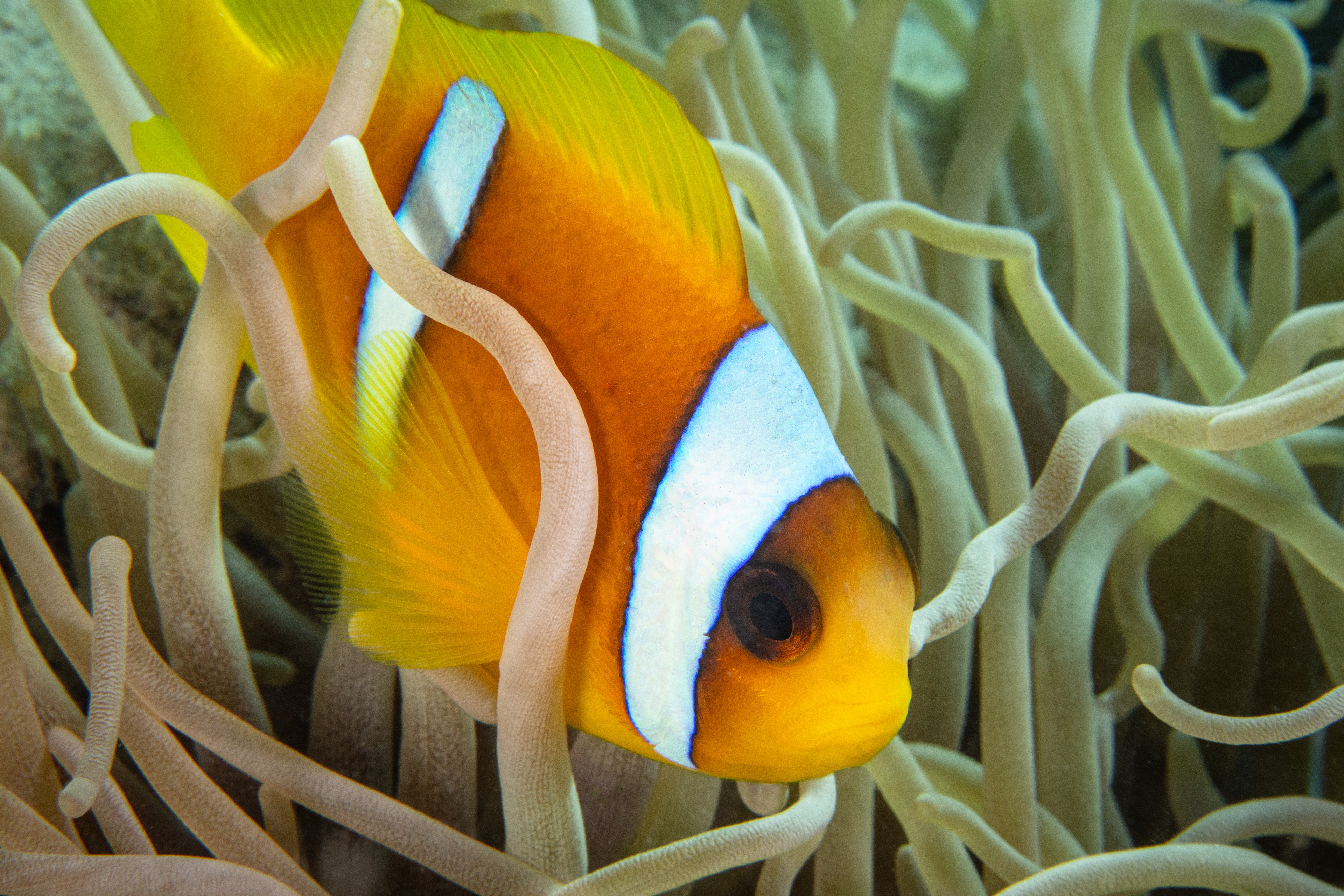 A juvenile Clownfish draped in the anemone it calls its home