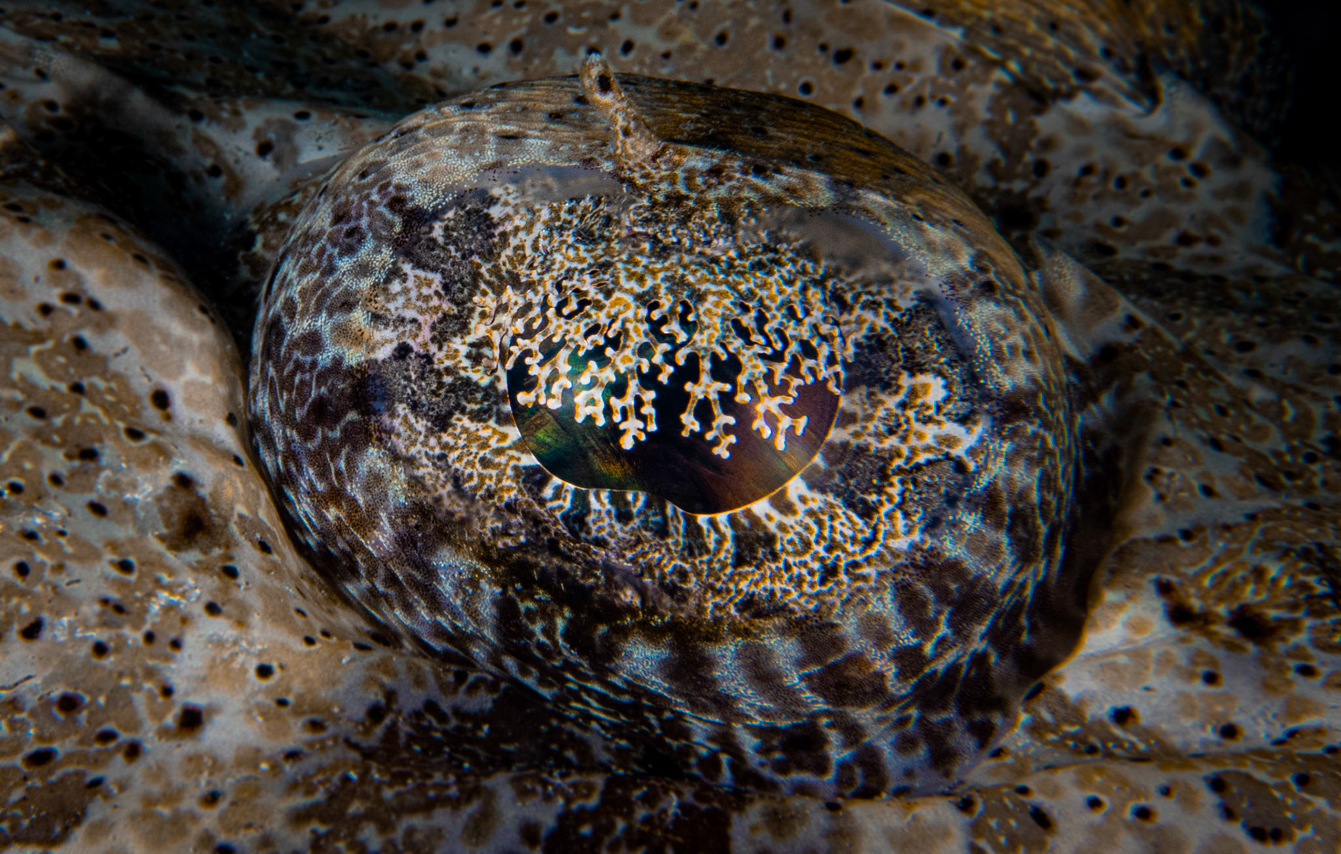 The eye of a Crocodile fish with a focus on its camouflage eyelids