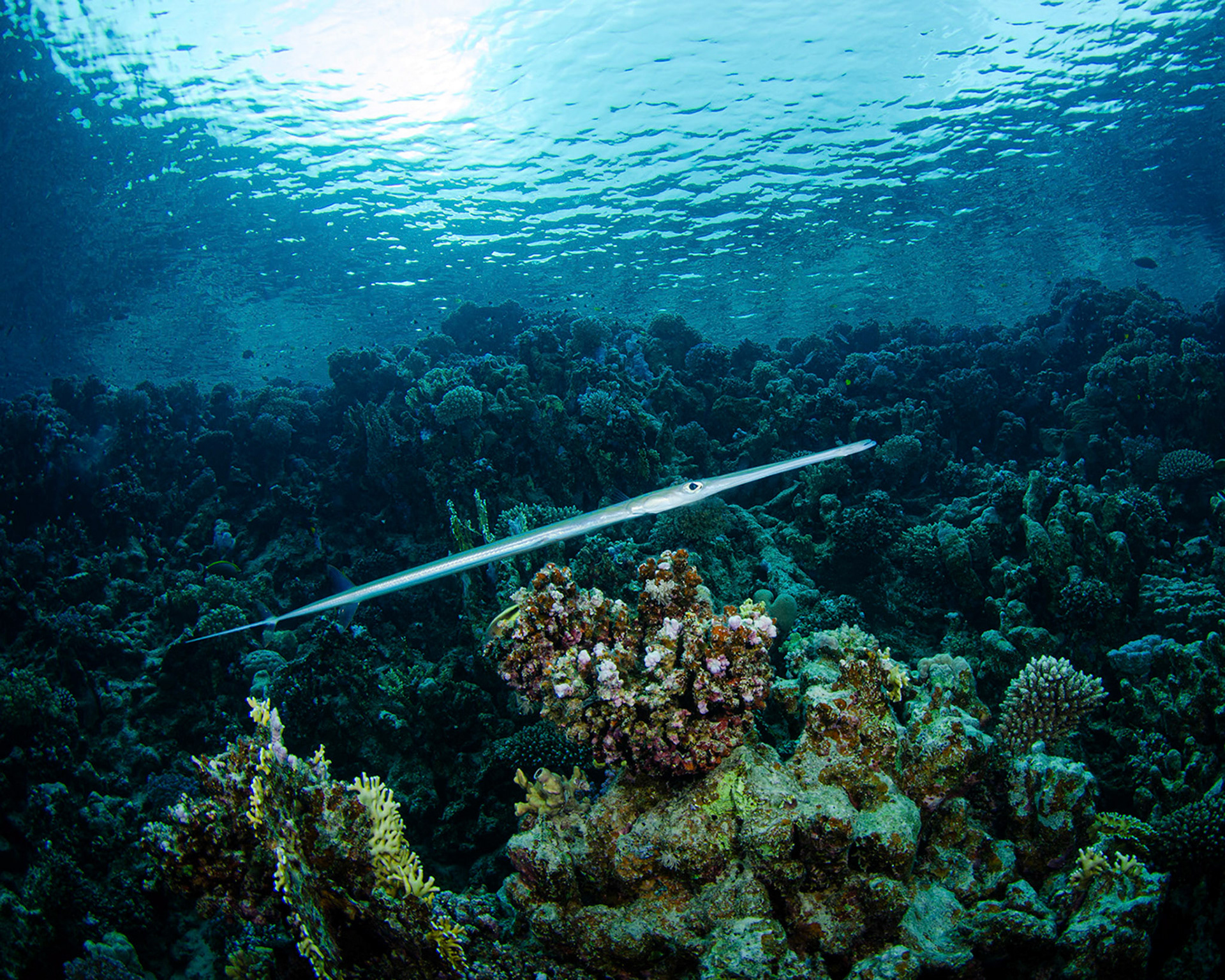 A local Trumpetfish darting around the reefs