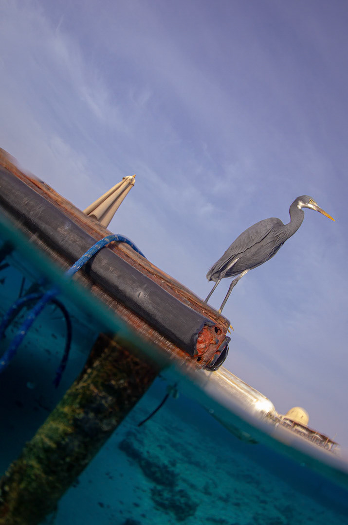 A split shot of a Heron