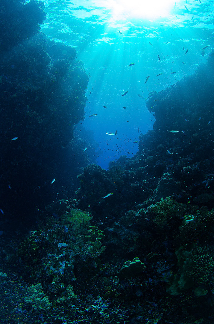 Diverse marinelife