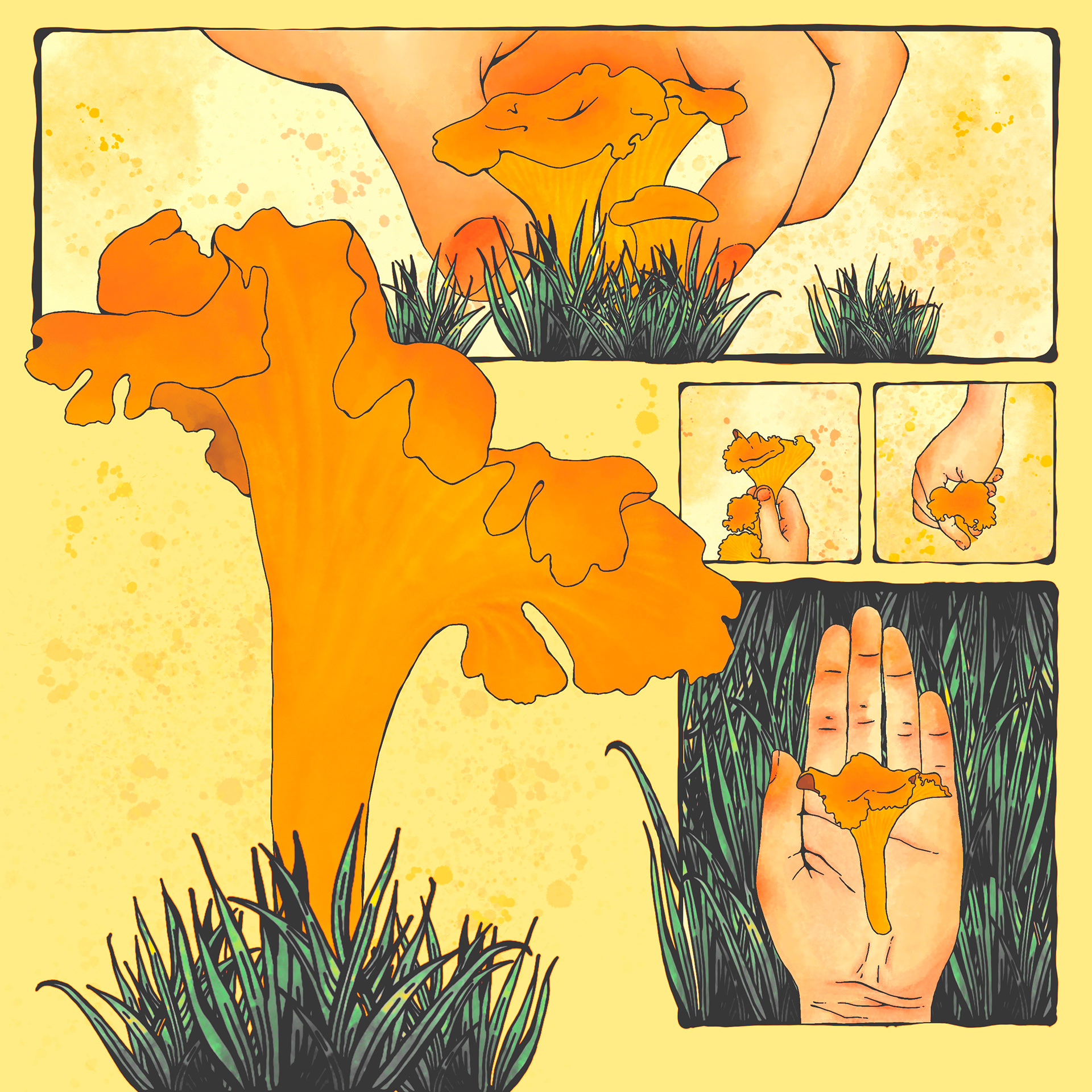 Four panel comic showing the art of picking chanterelle mushrooms