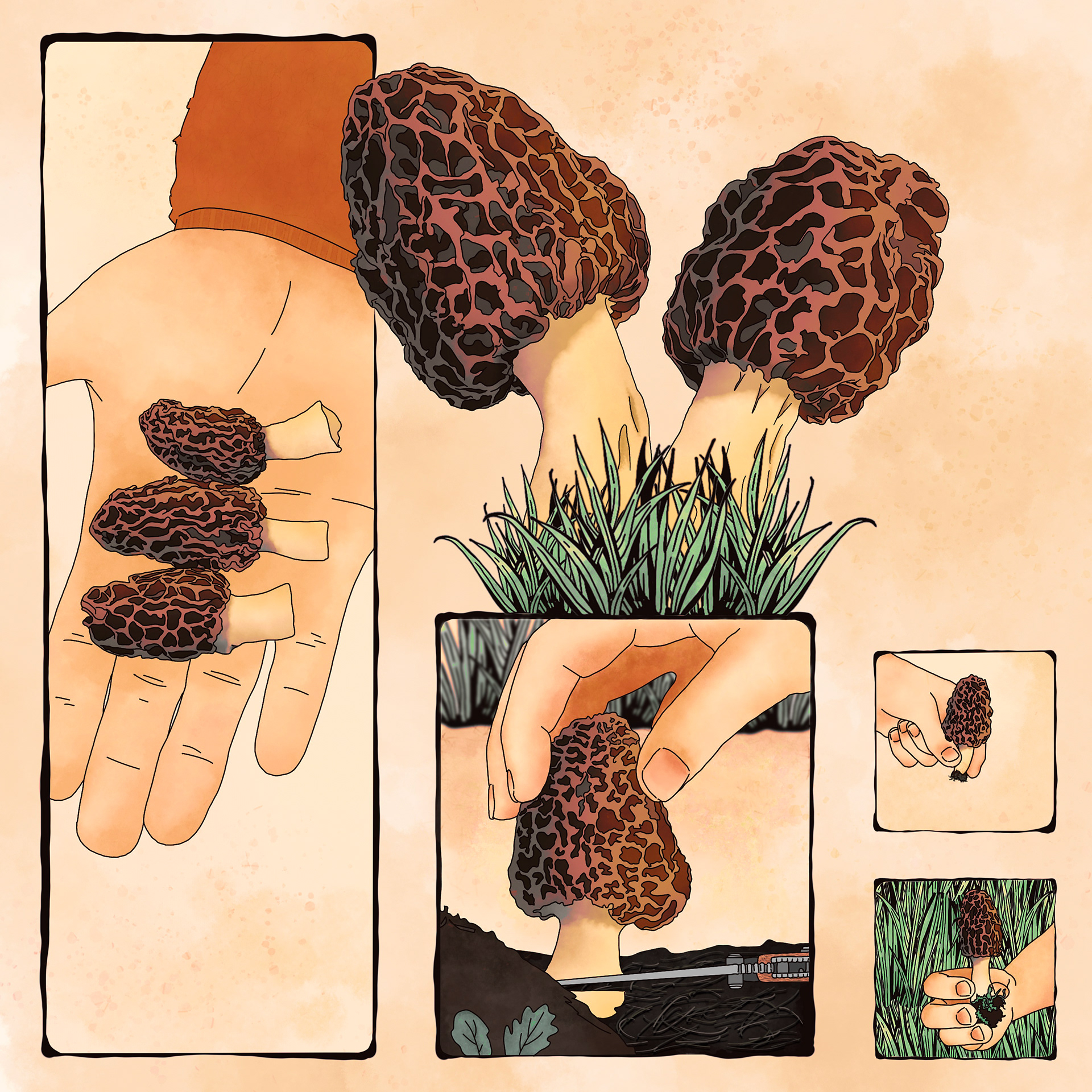 Four panel comic showing the art of picking morel mushrooms