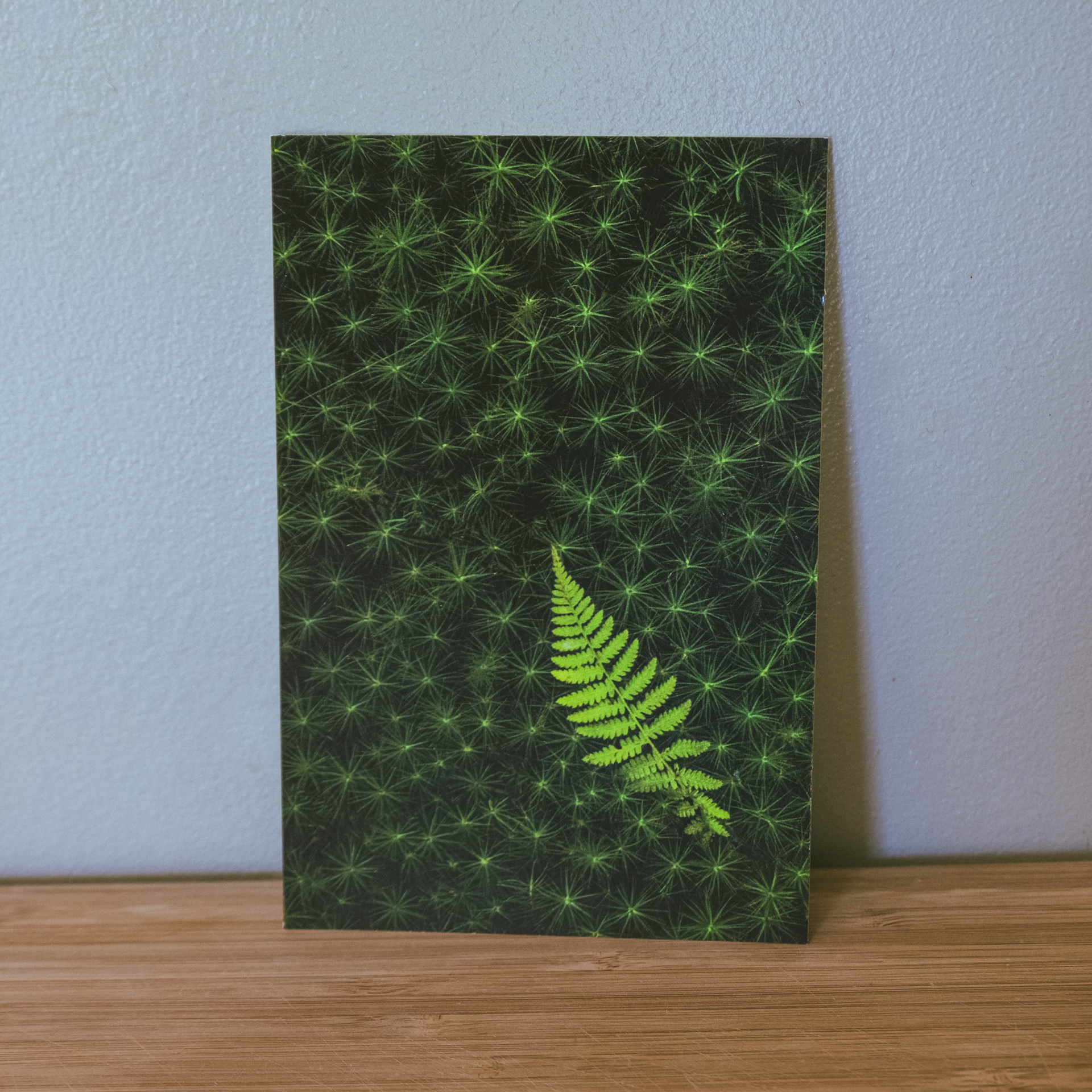 4. Lonely Fern