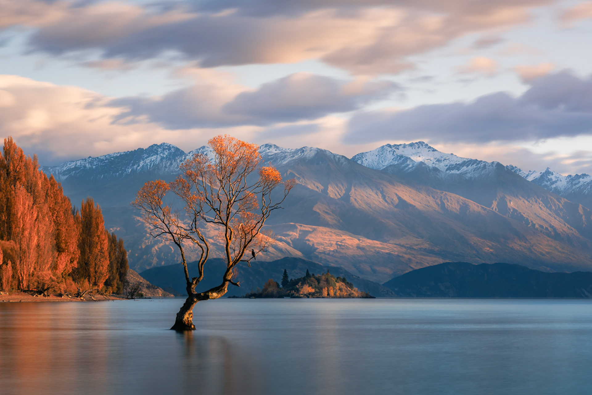 Wanaka Tree