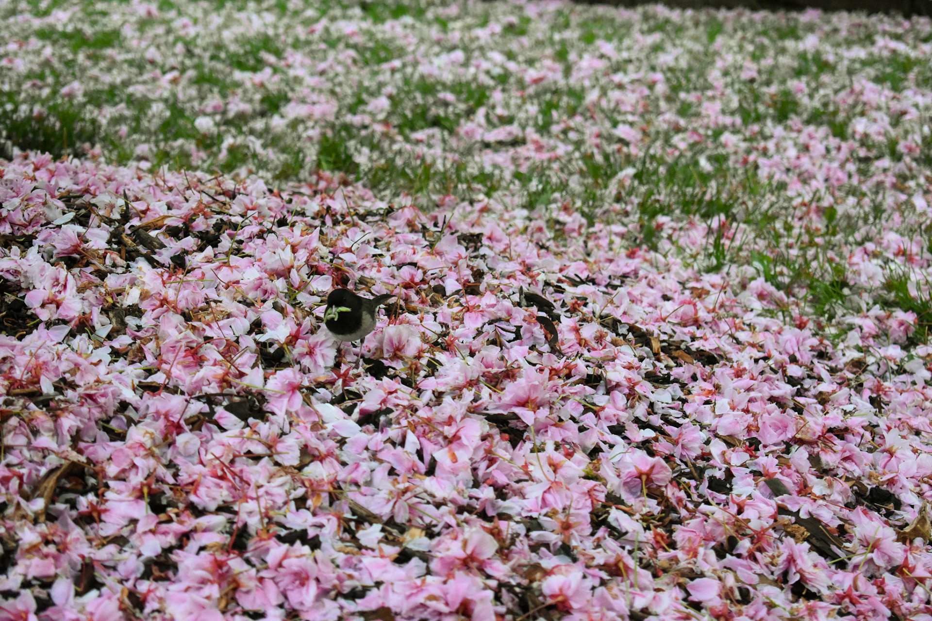 A small bird enjoying the spring flowers that have fallen from a tree near the Allen Library.