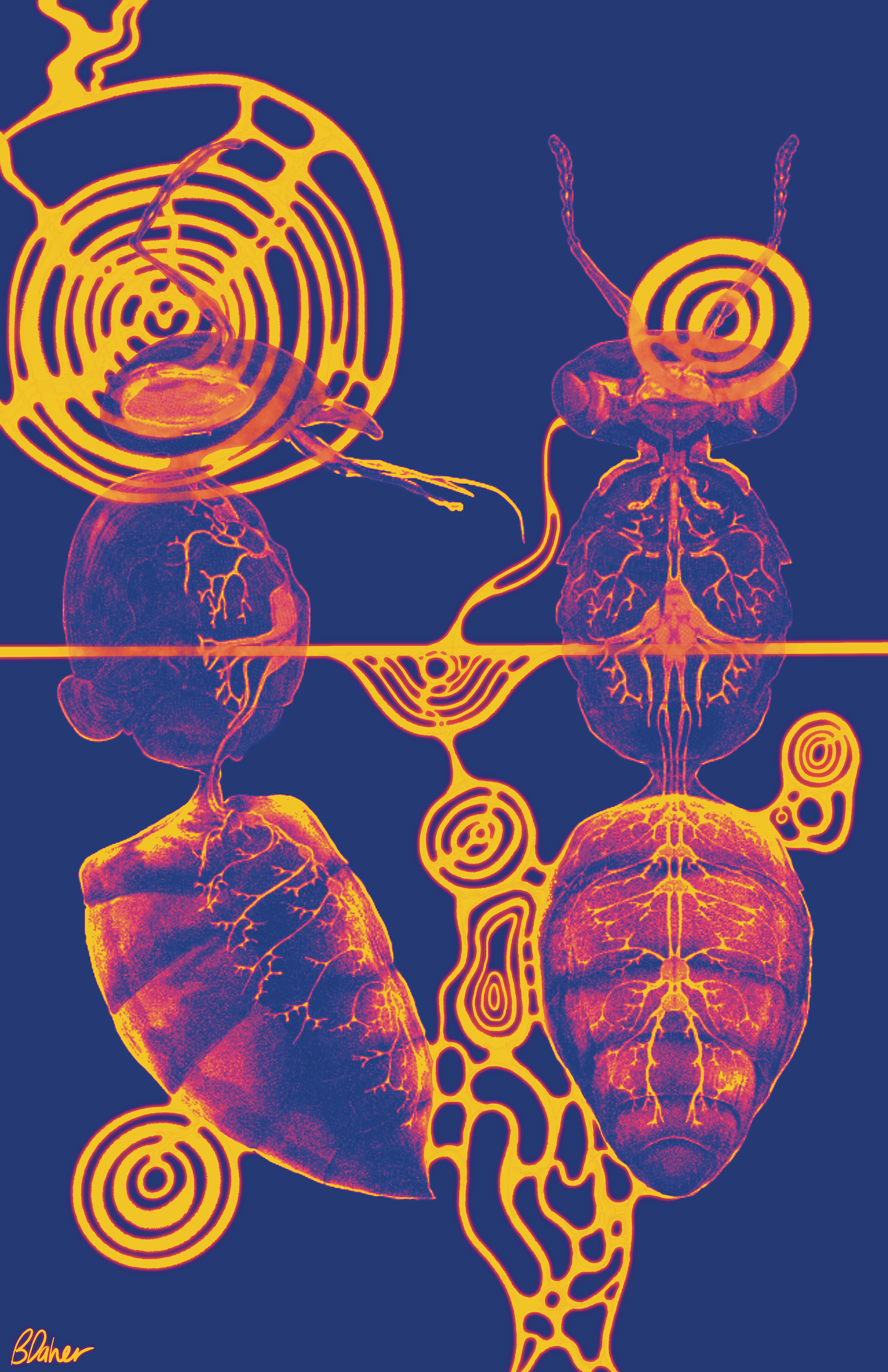 Honey, 2024. Procreate. 