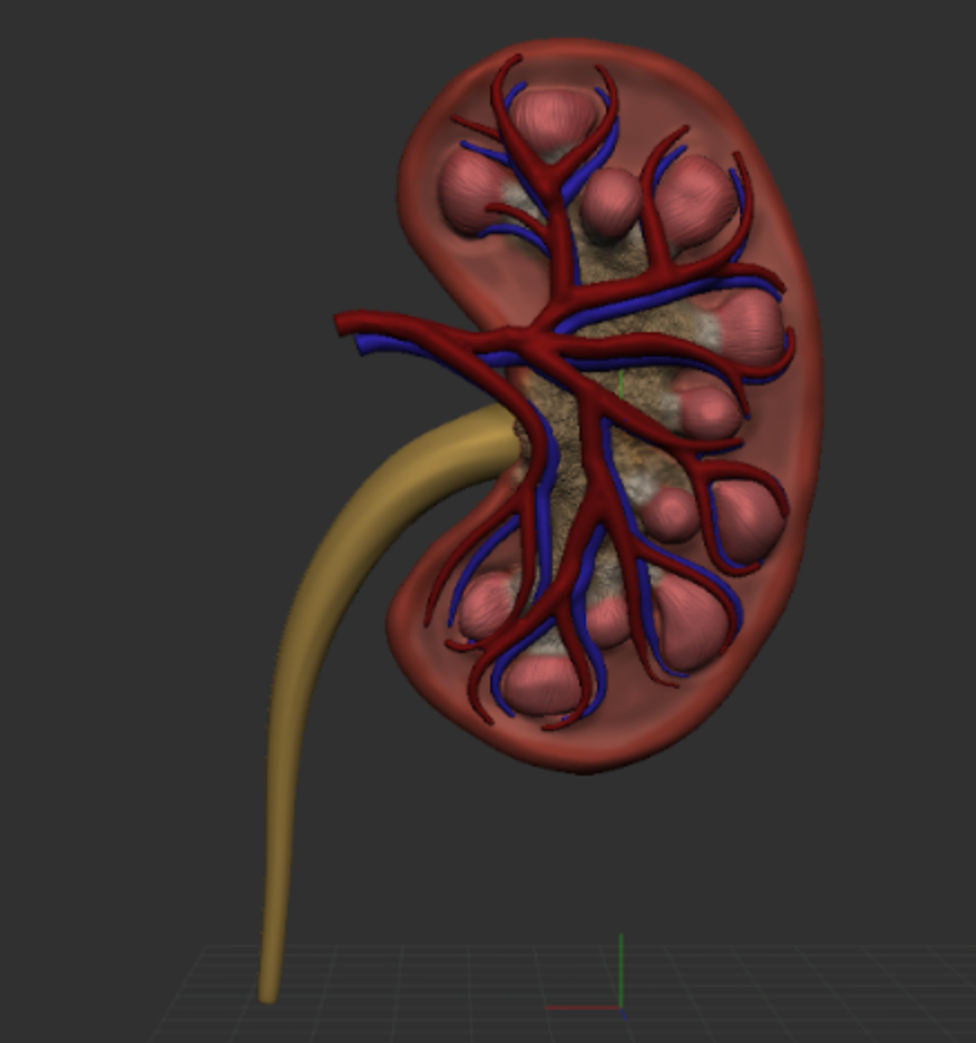 Kidney Model