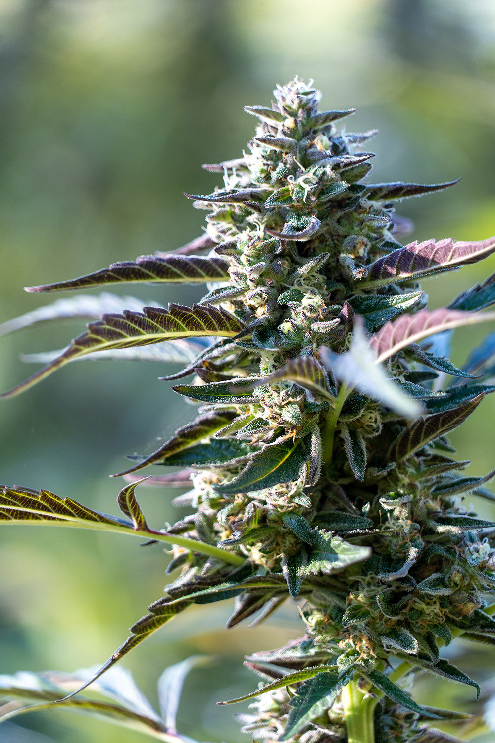 Radicle Herbs