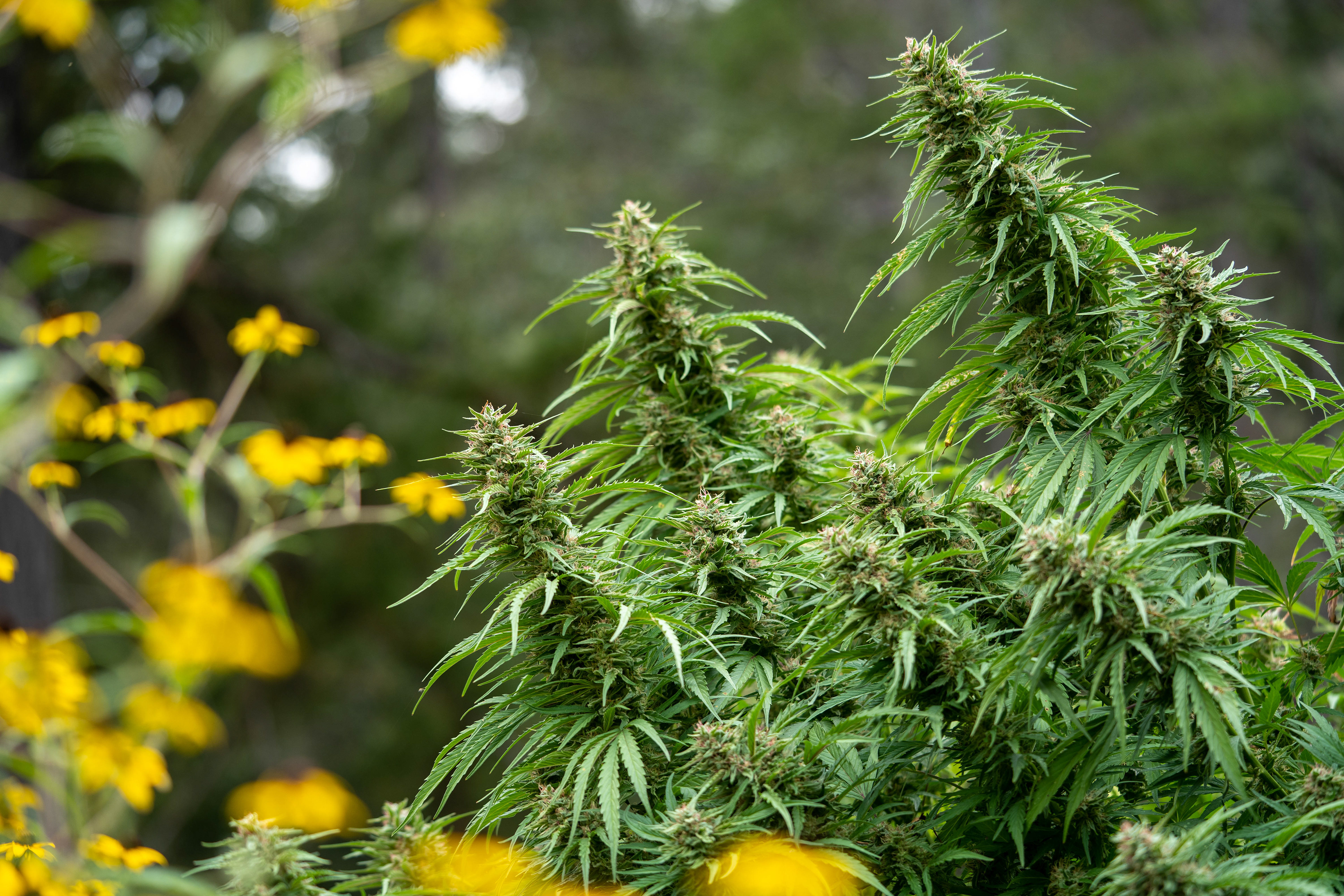 Emerald Spirit Botanicals