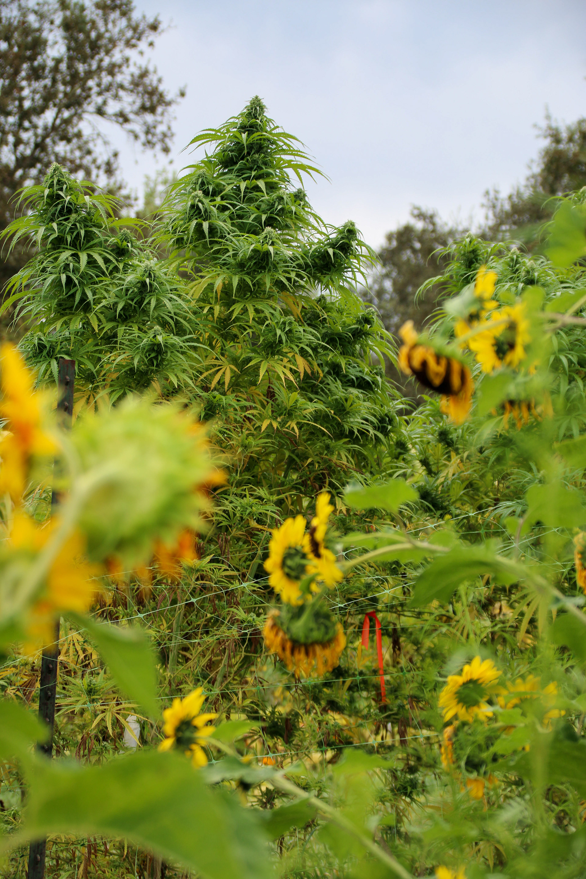 Radicle Herbs