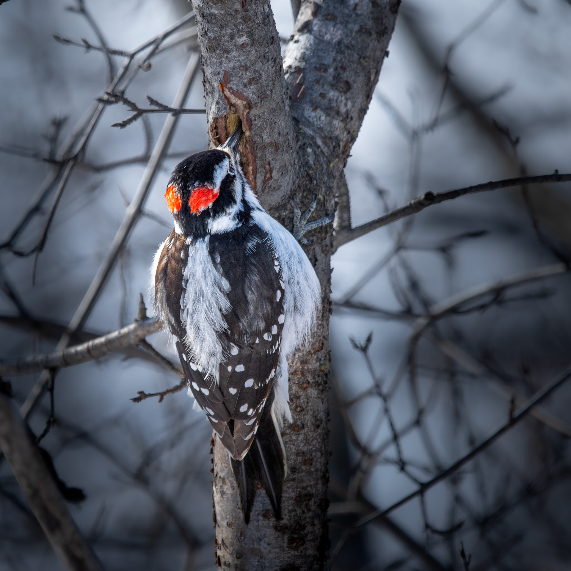 Pic chevelu / Hairy woodpecker
