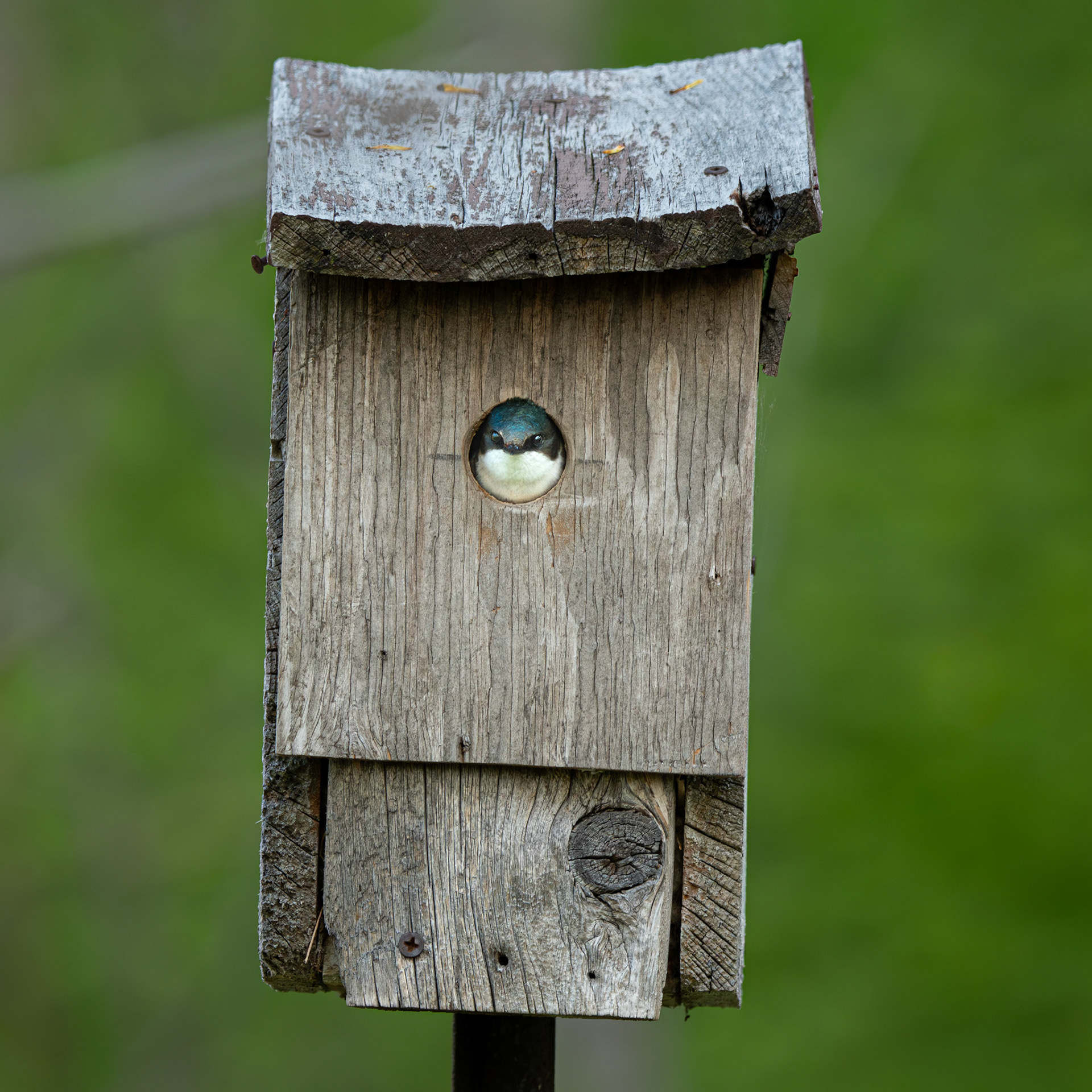 Hirondelle Bicolore / tree swallow