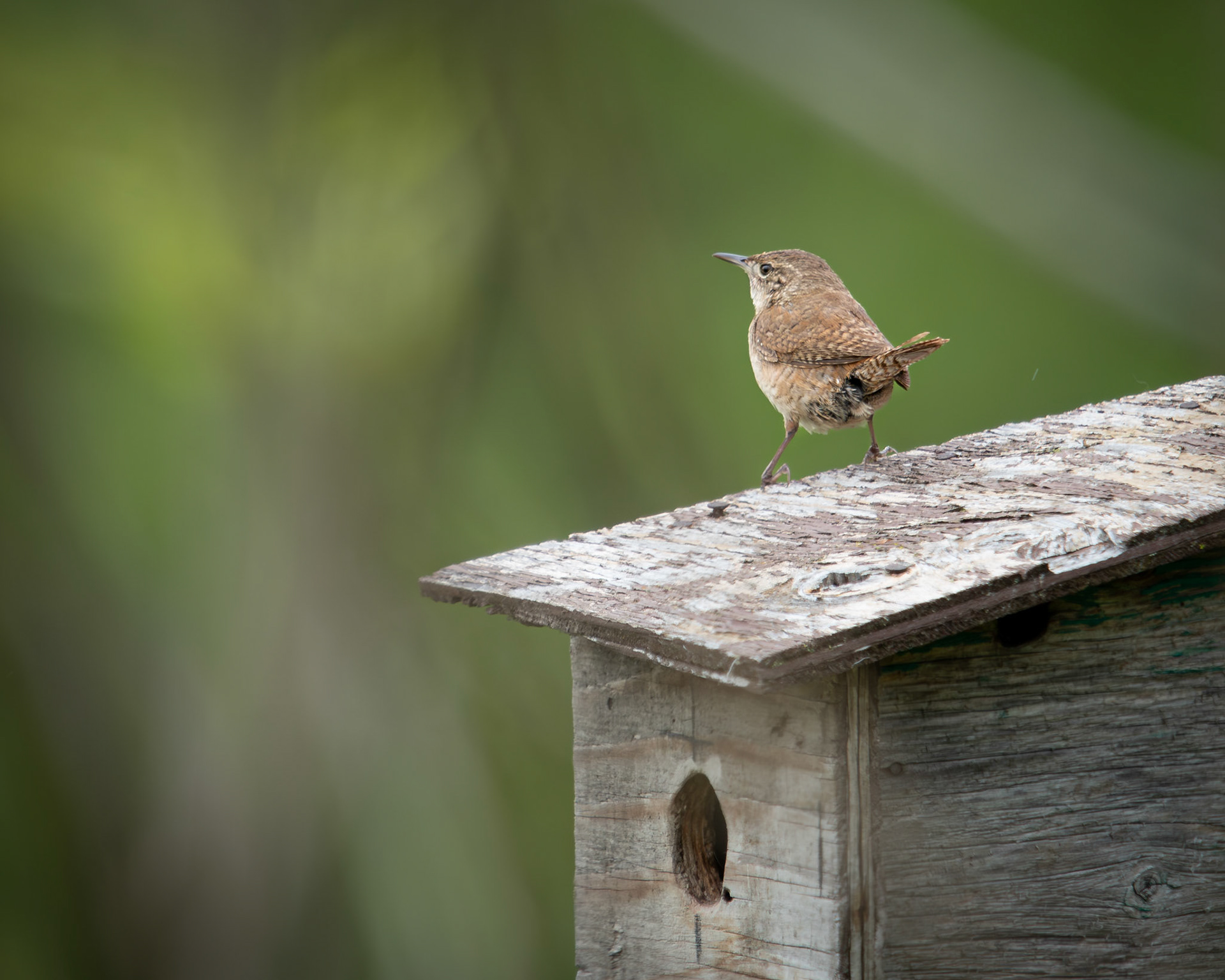 Troglodyte familier / Nothern house wren