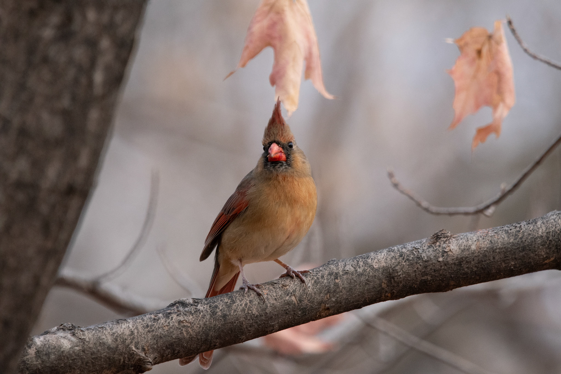 Cardinal rouge / Northern cardinal