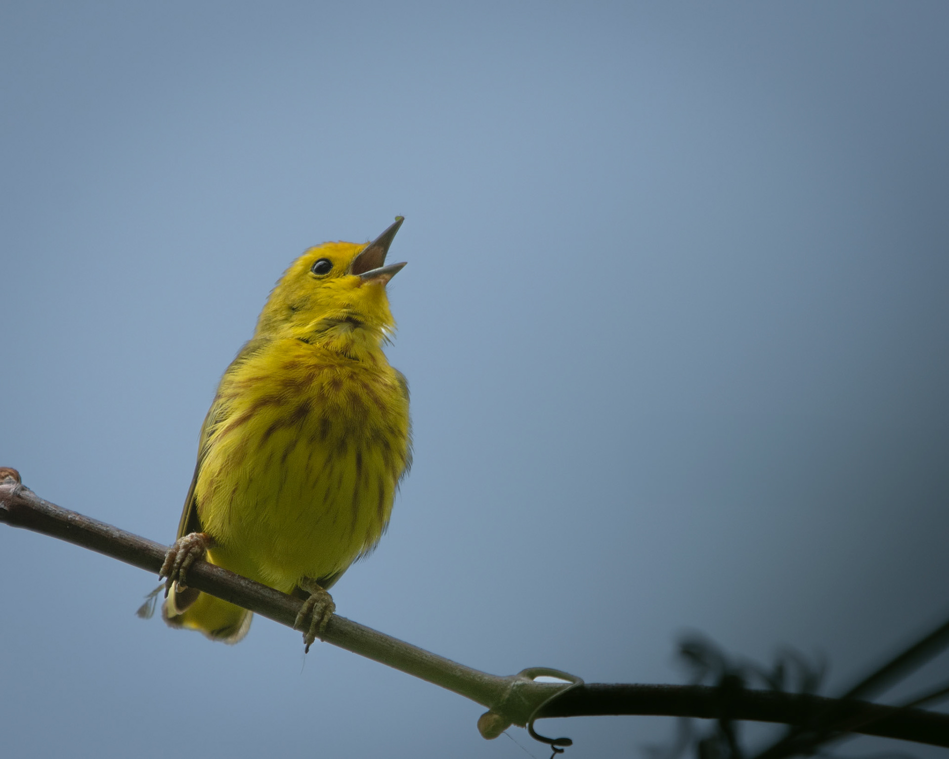 Paruline Jaune / Yellow warbler